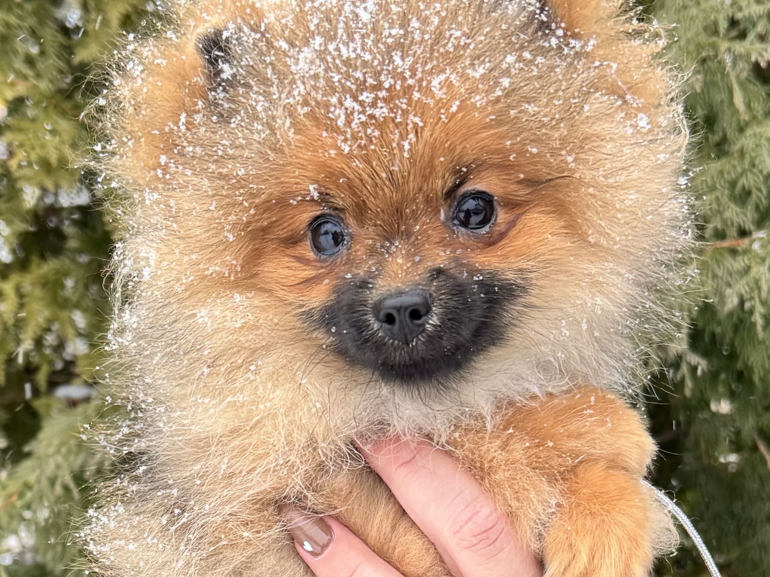 Triple L Poms