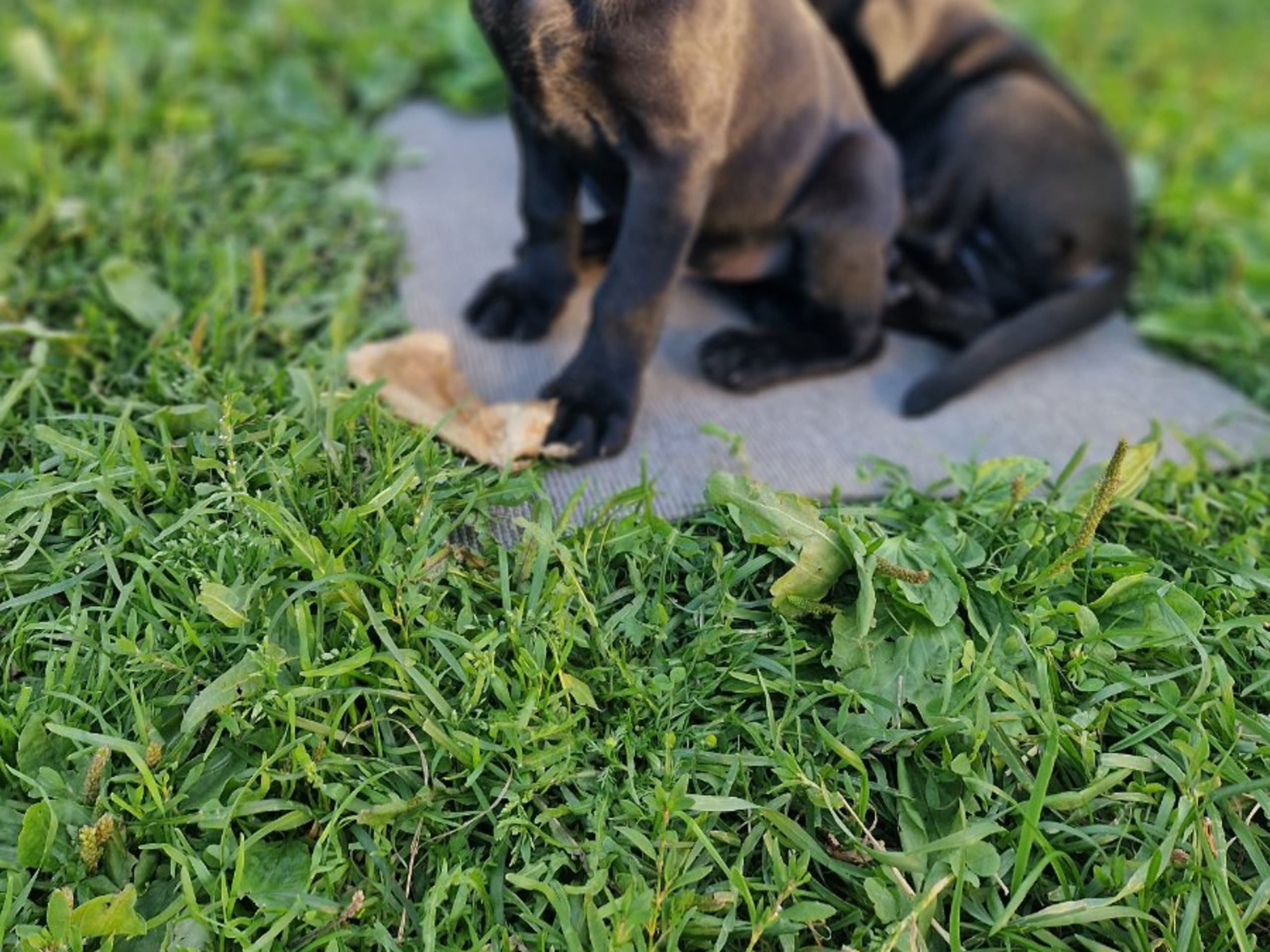 Labrador retriever · Kovland · Lavaälvens