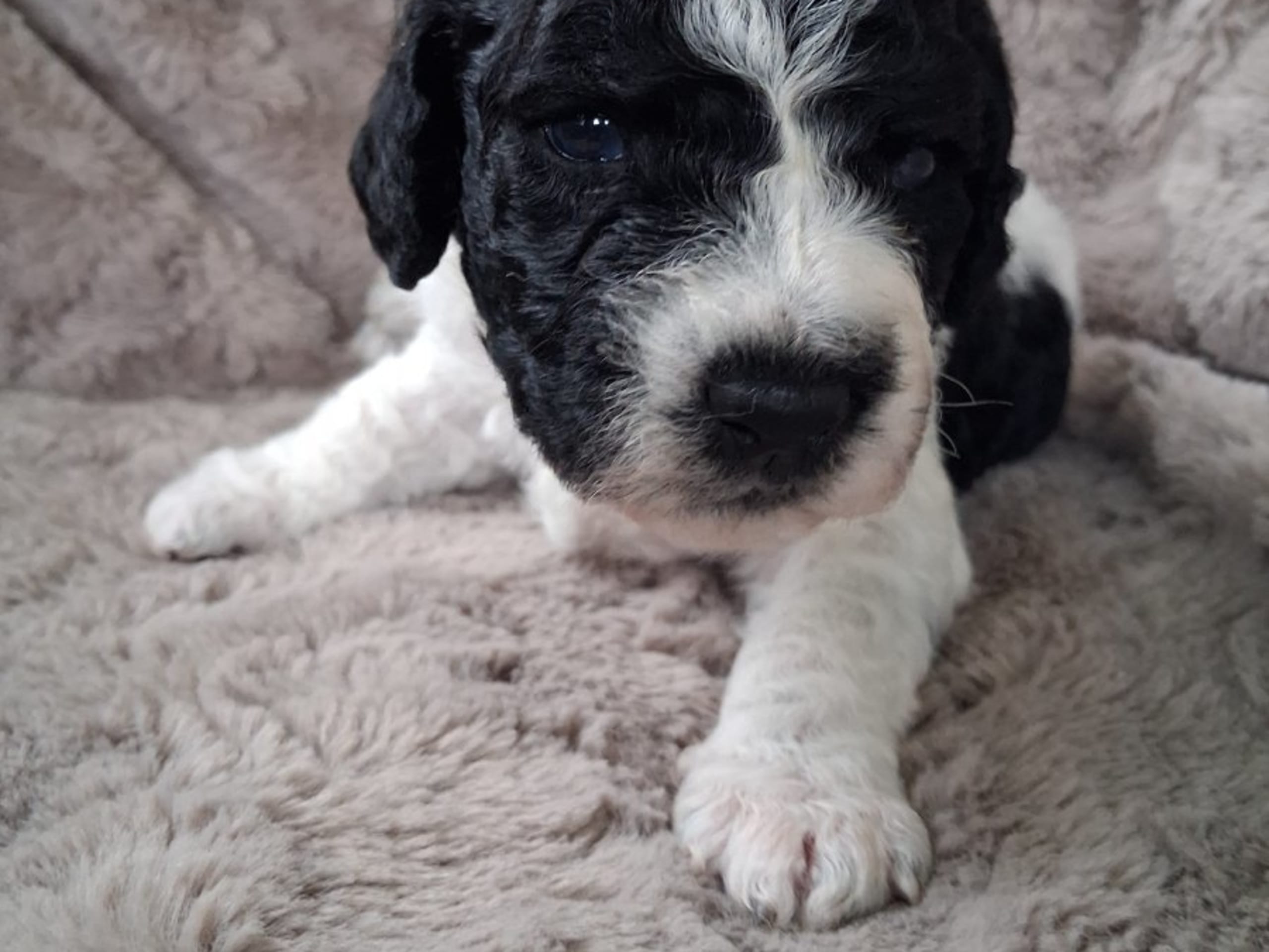 Spanish Water Dog (Perro de Agua Espanol) · Julita · Calmigos