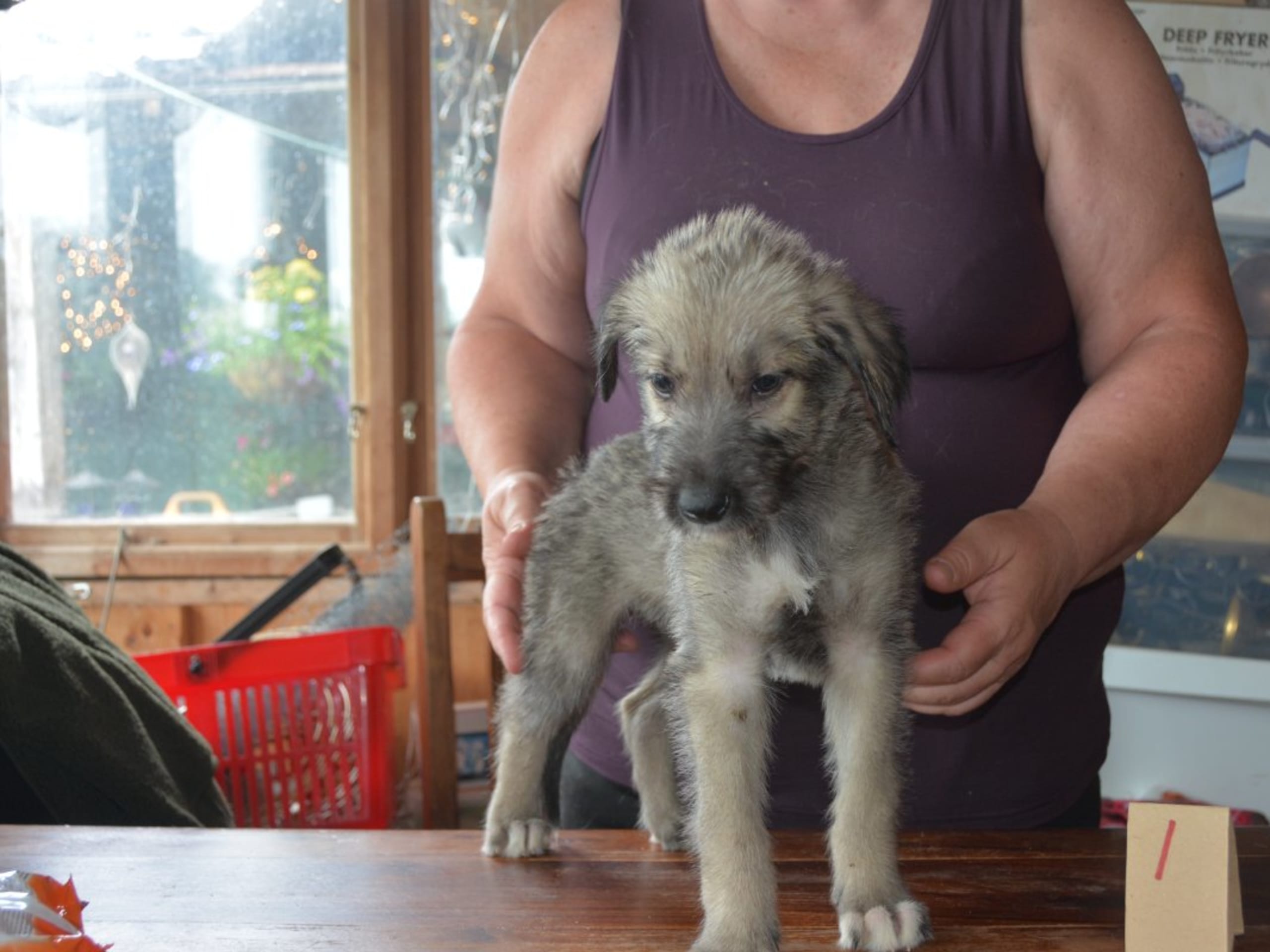 Irish Wolfhound · Stora Levene · Åkerö's