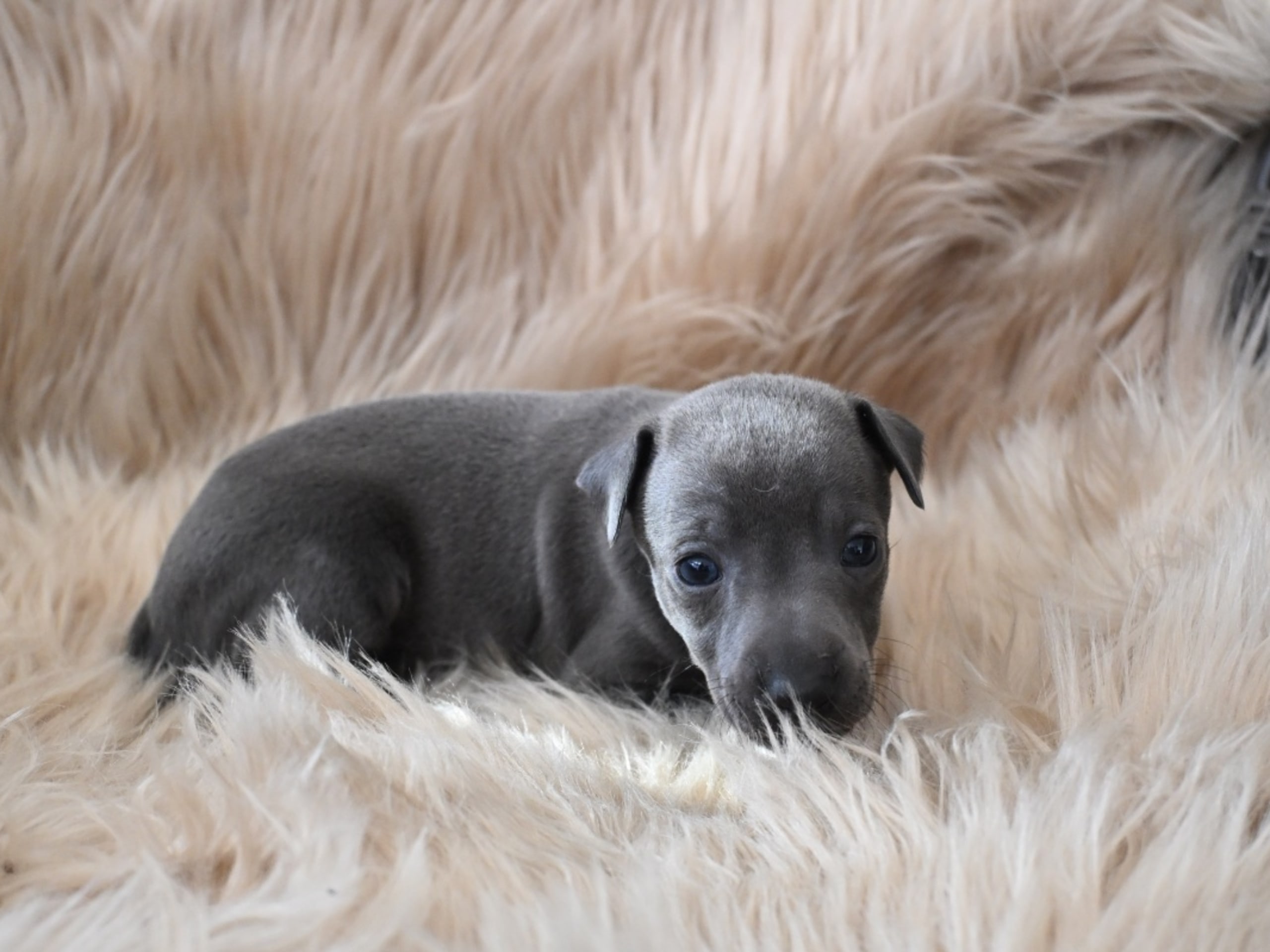 Italian Greyhound · Tidaholm · Powerbohemians