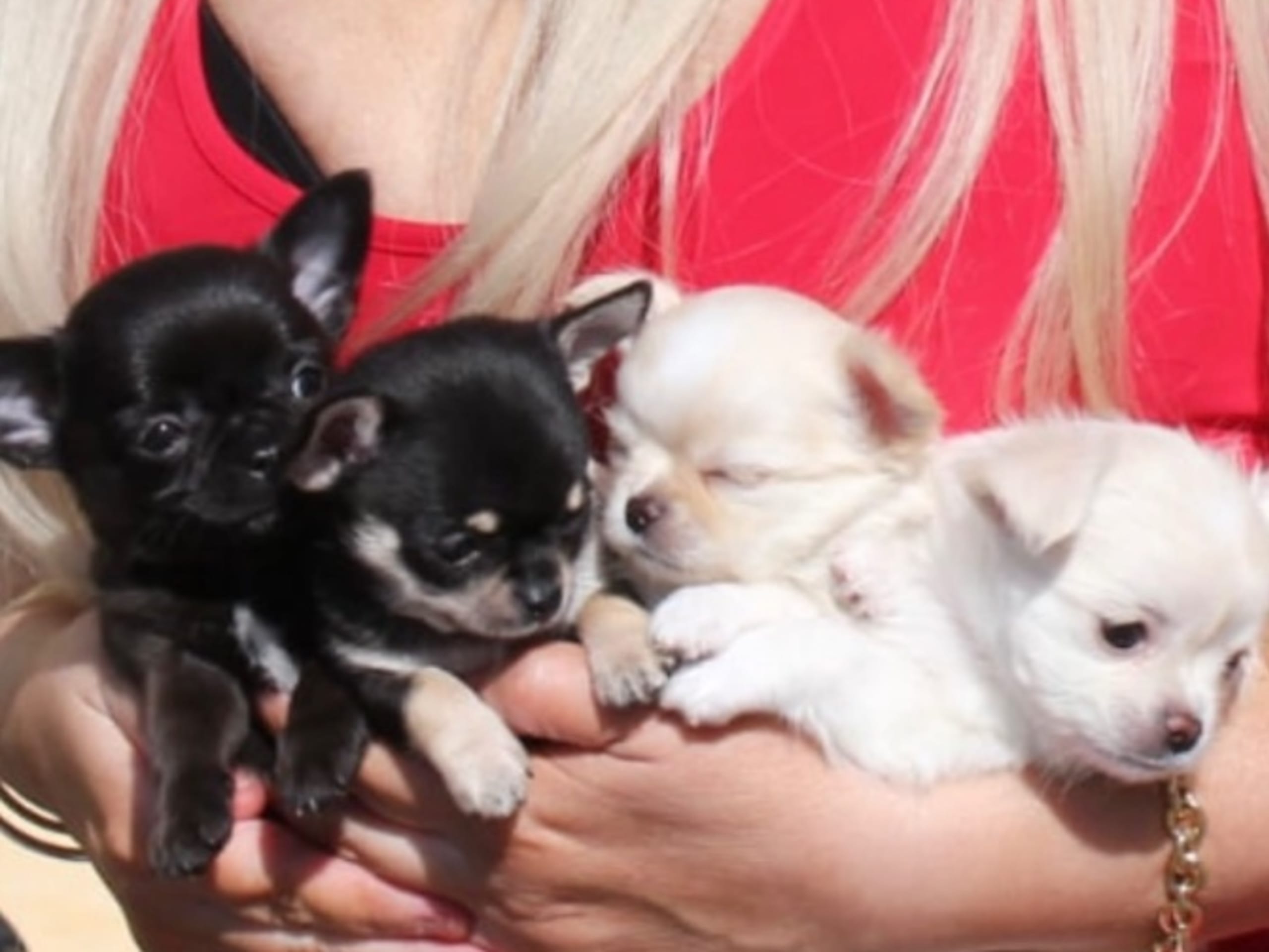 Chihuahua · Solna · Linda Åberg