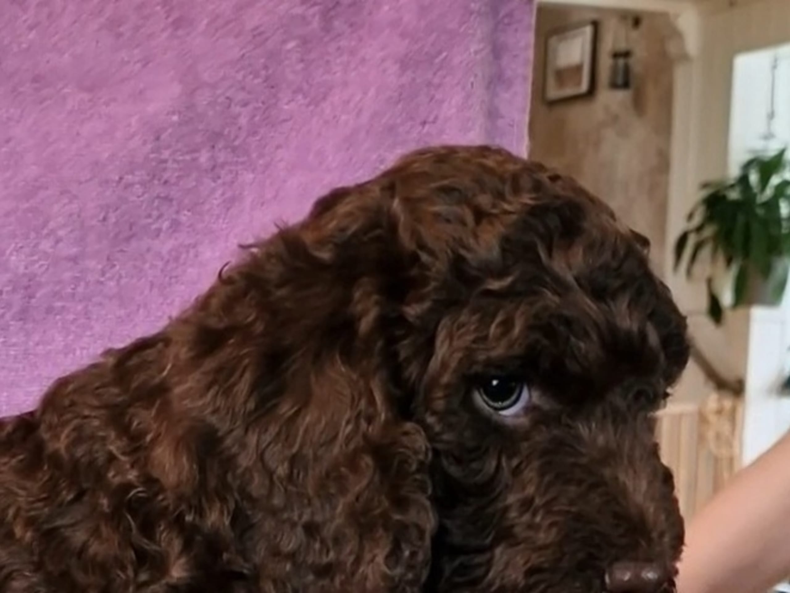Perro de Agua Español