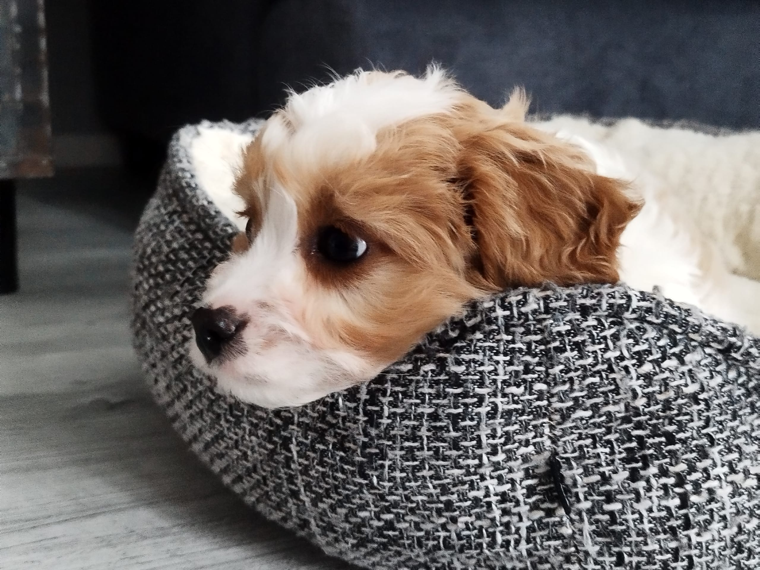 Hjortkvarns Cavapoo