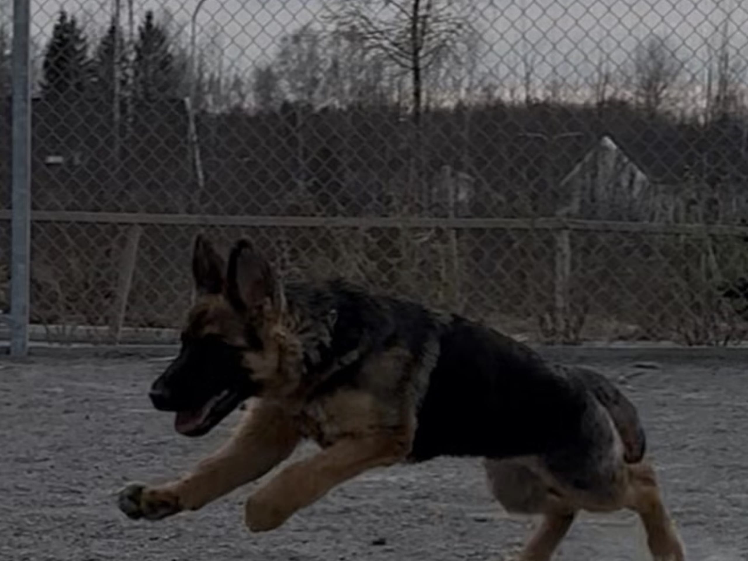 Schæferhund · Vittinge · Estridh S.