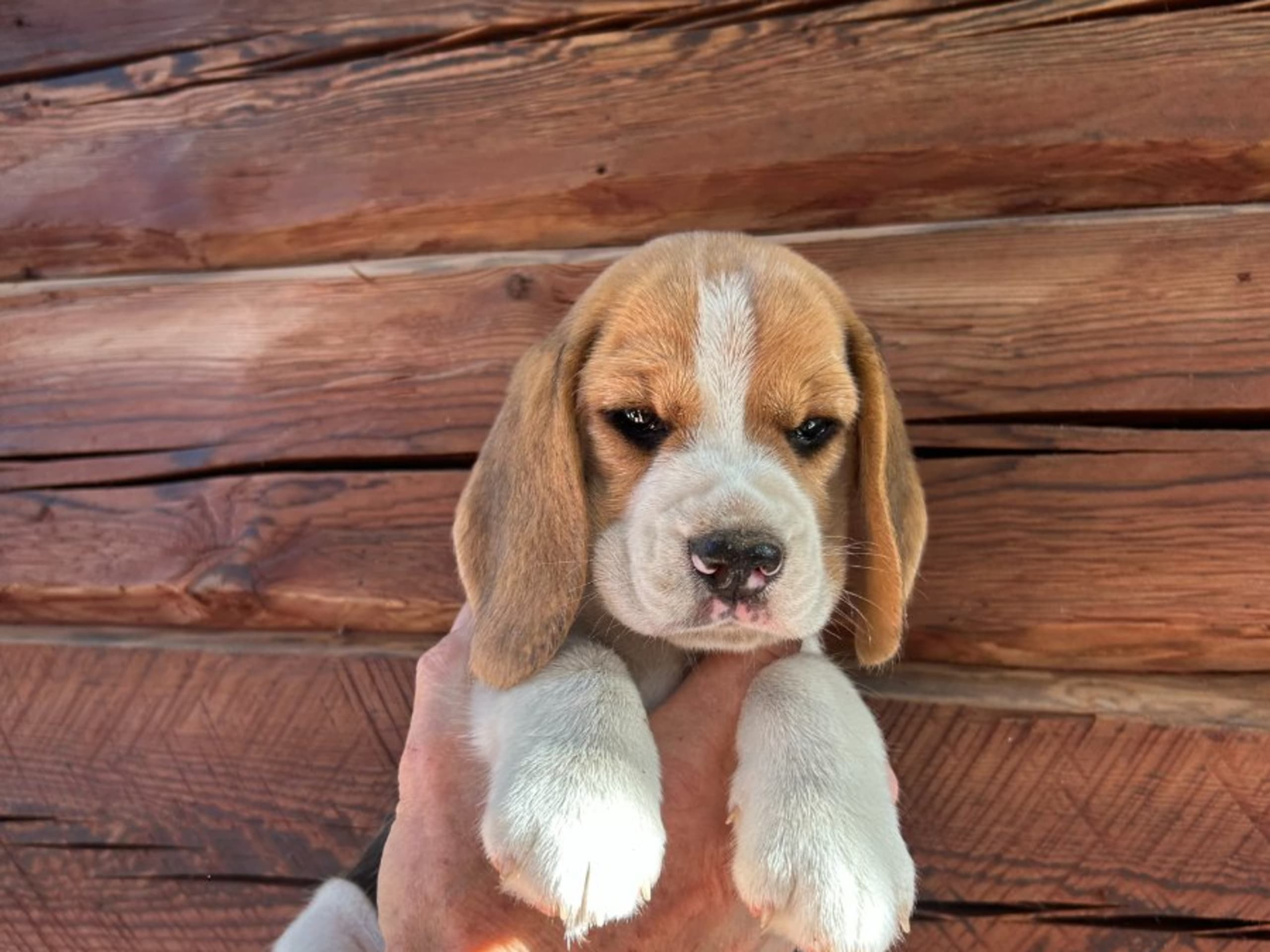 Beagle · Hallstahammar · Lena Linder