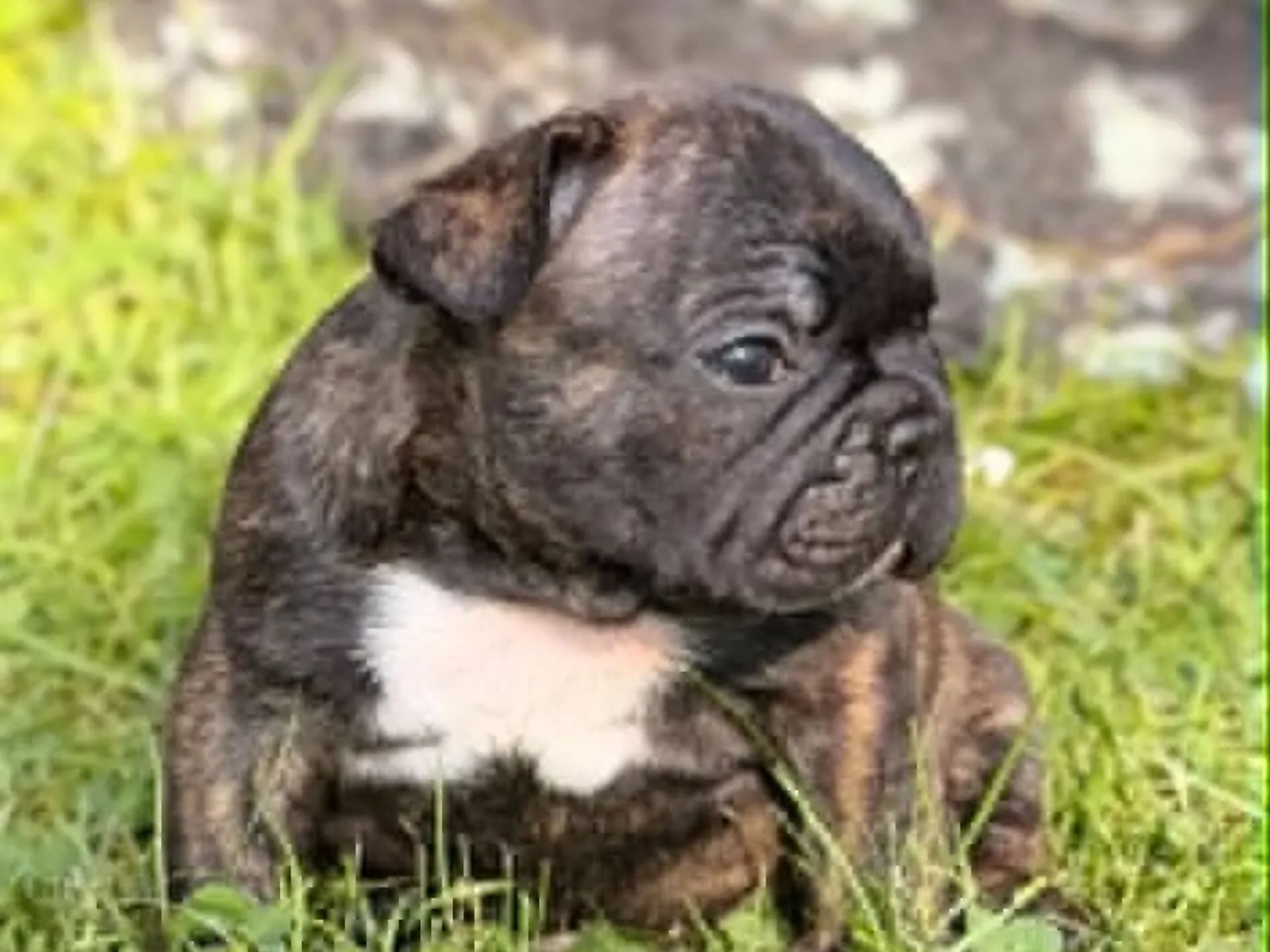Fransk bulldogg · Geithus · Vivian Keller