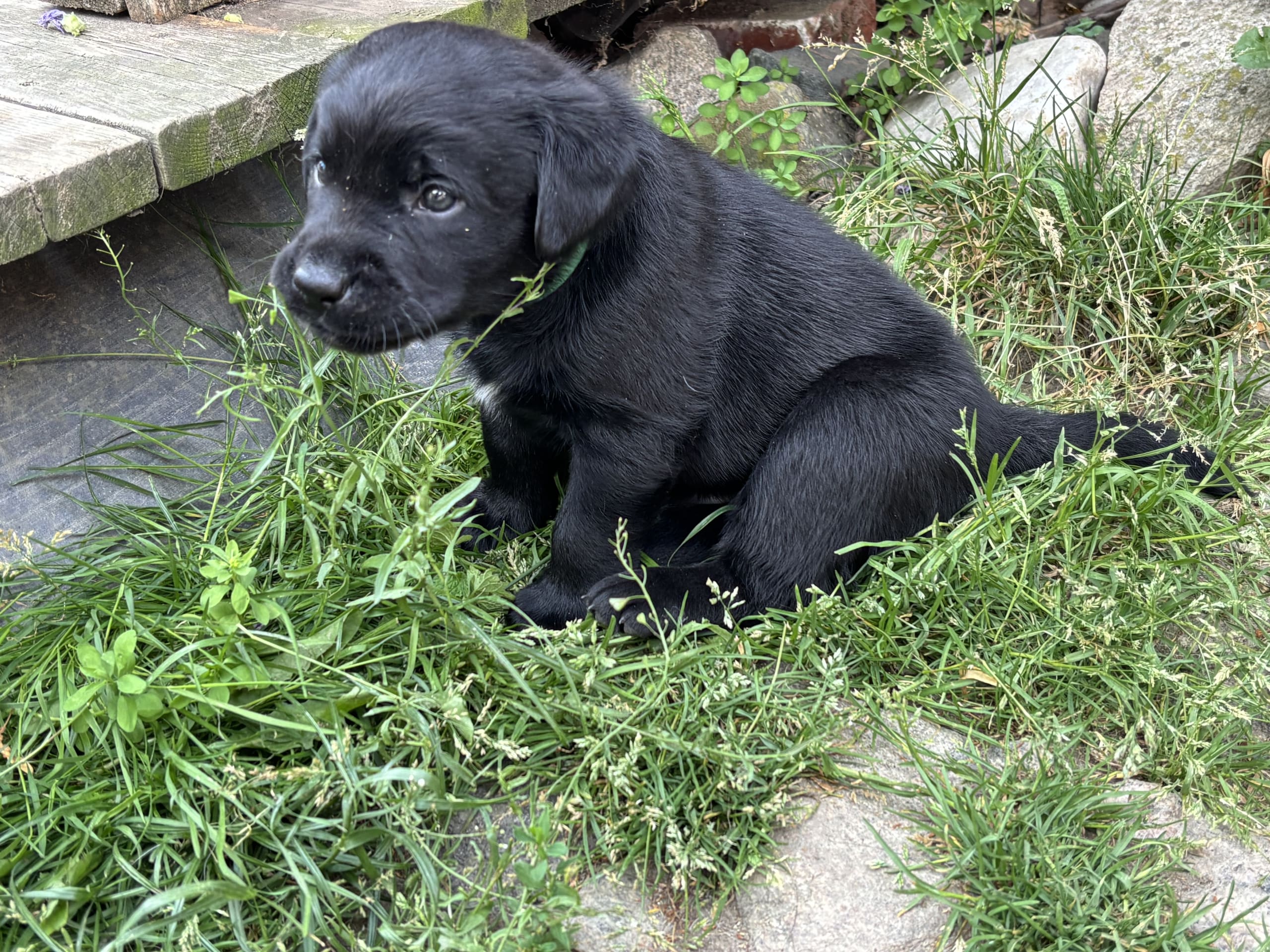 Labrador retriever · Lövestad · Sheep Trix