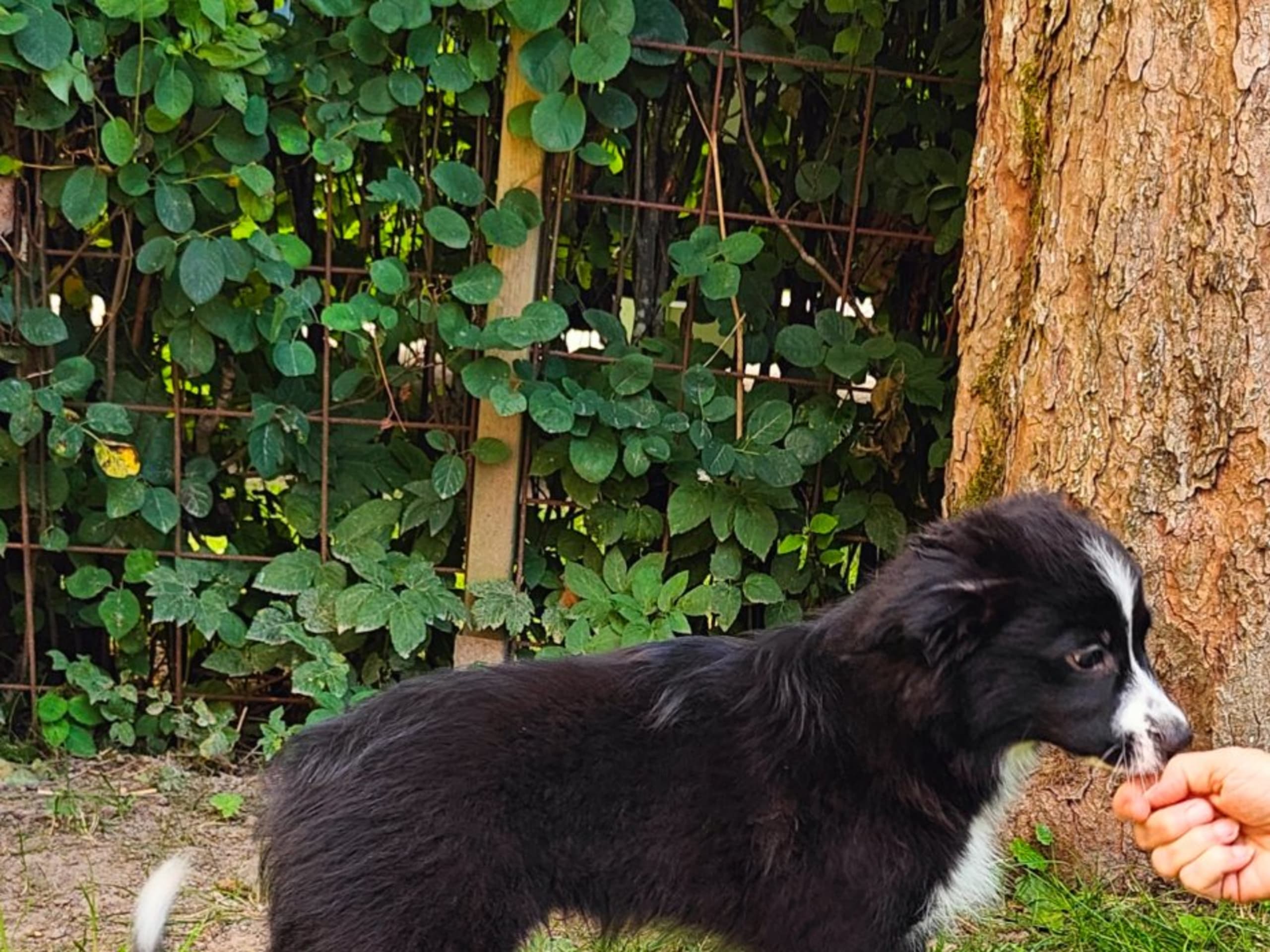 Miniature american shepherd · Skepplanda · Sagolika Mas