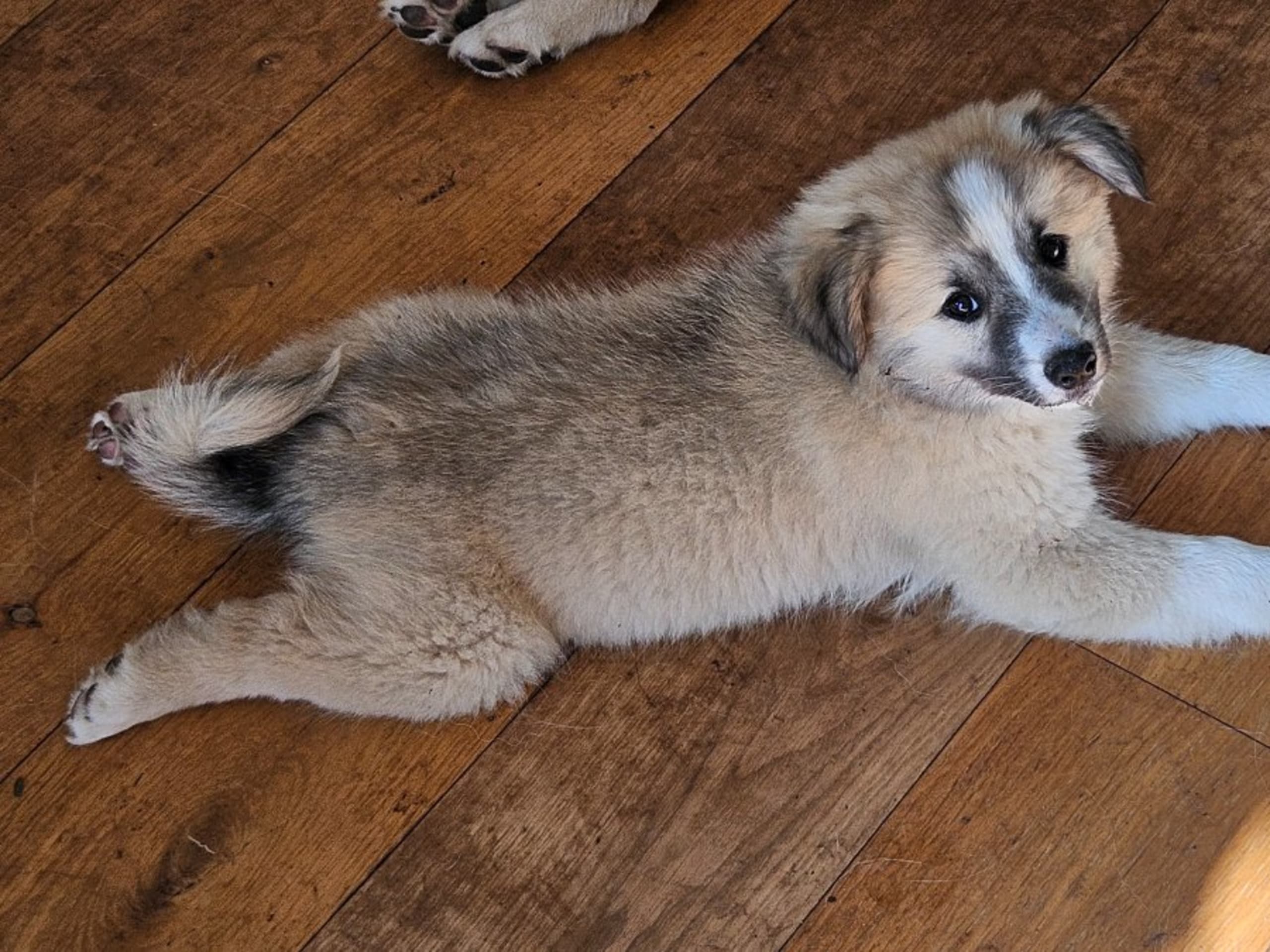 Icelandic Sheepdog · Grillby · Team Marmic Dreams