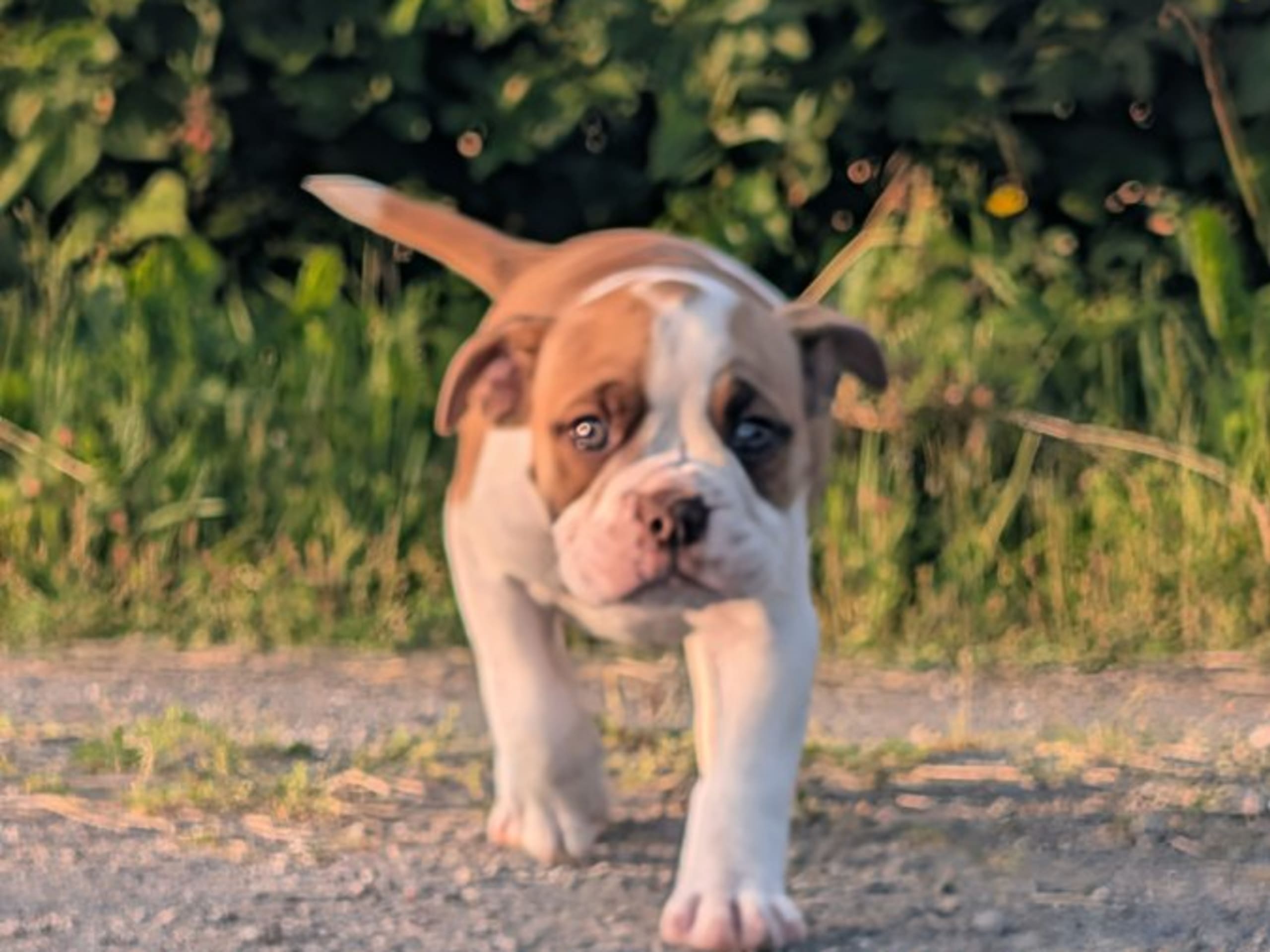 Continental Bulldog