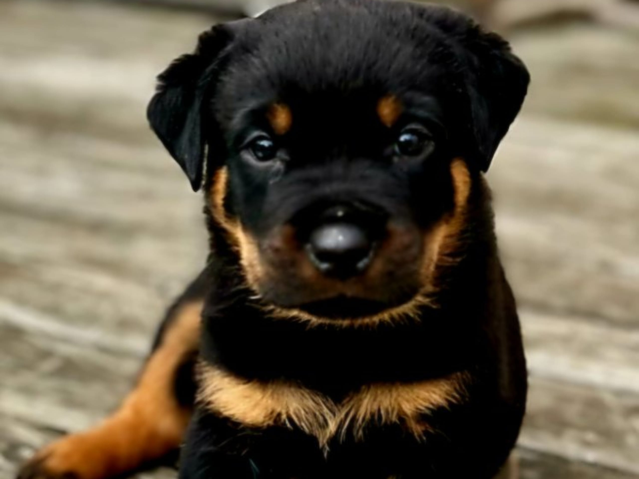 Rottweiler · Olofstorp · Levarotto's kennel