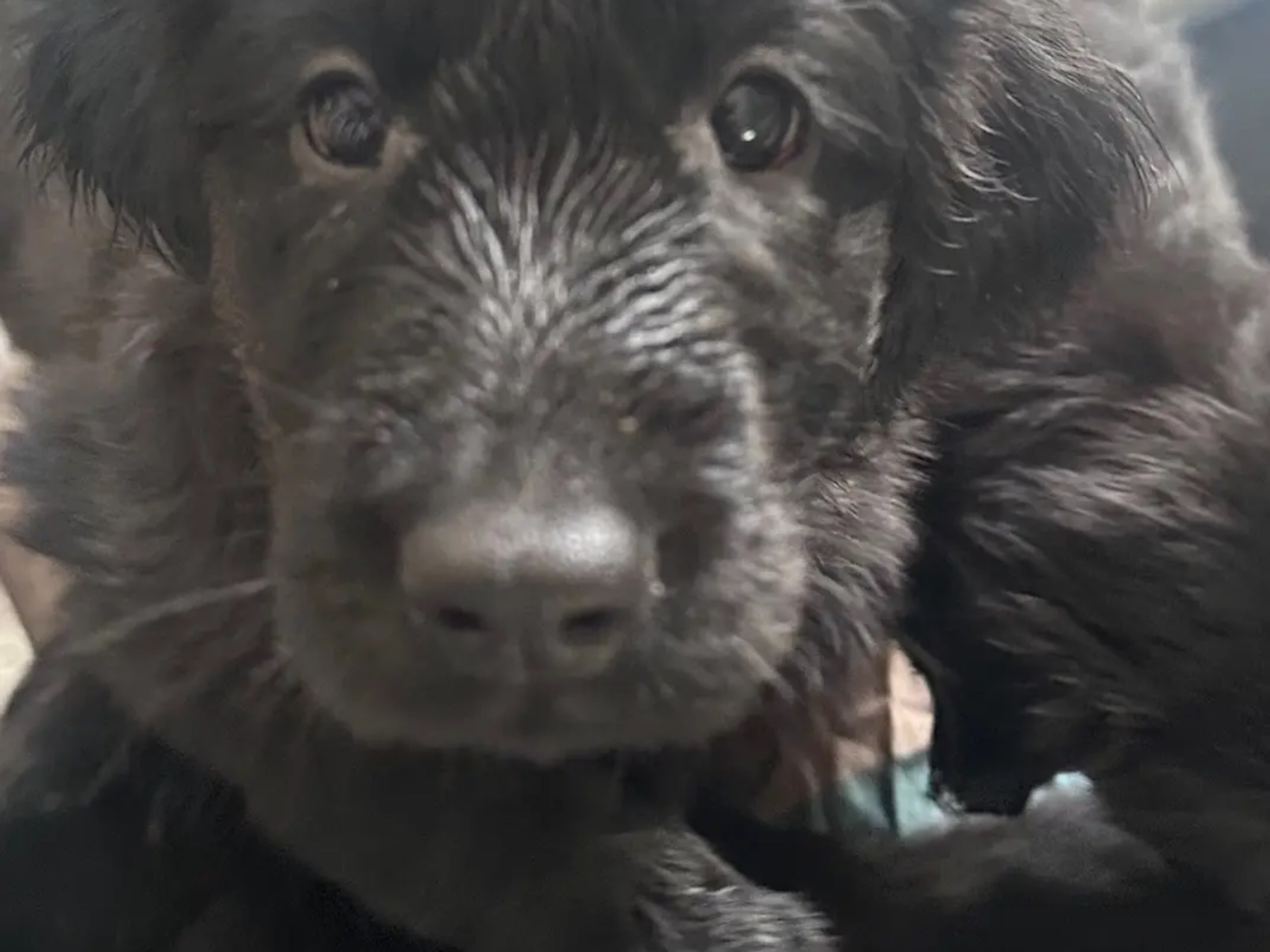Flat coated retriever · Hobøl · Flatnews