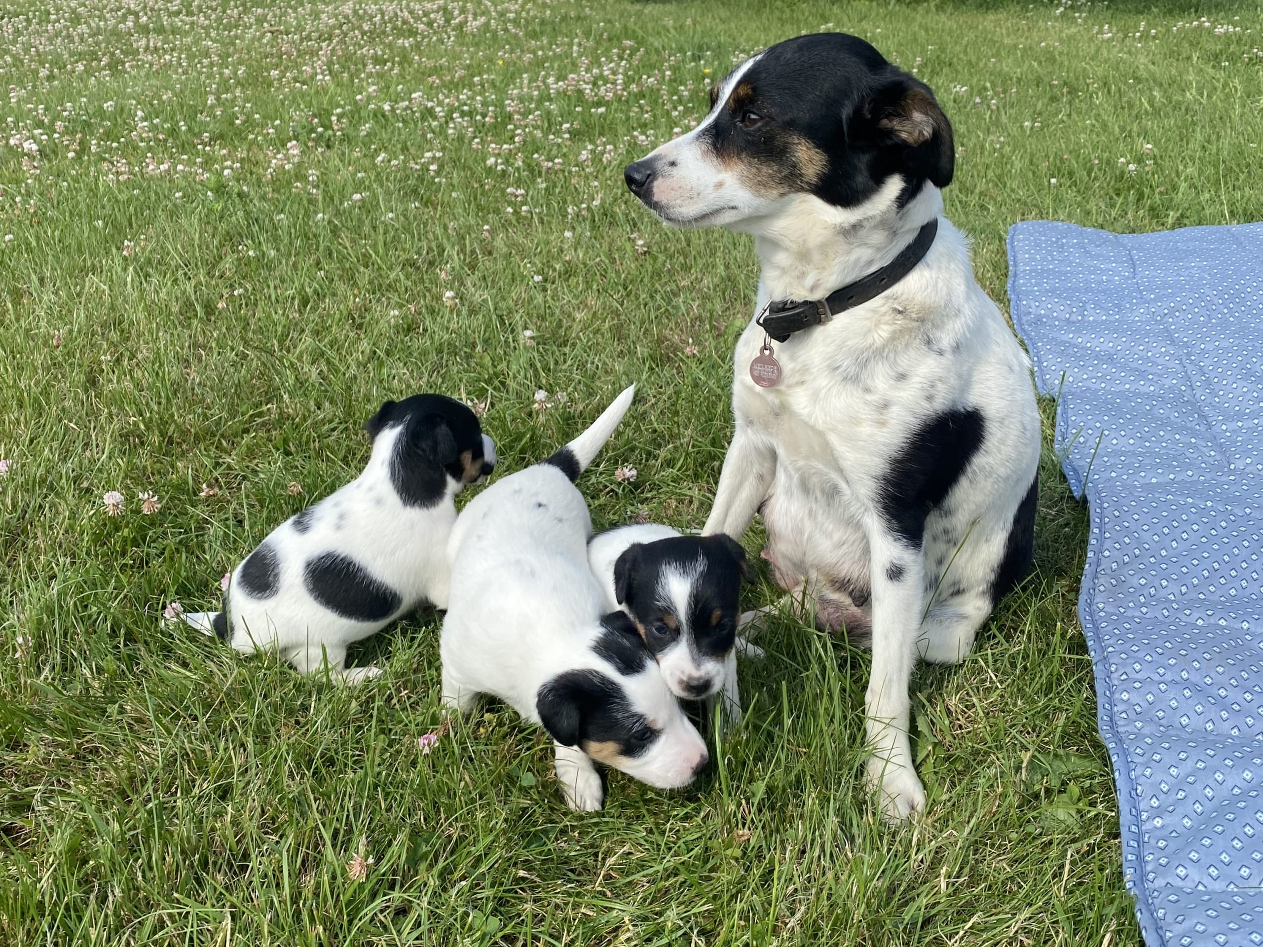 Danish Swedish Farmdog · Hjørring · Arne Mejlhede