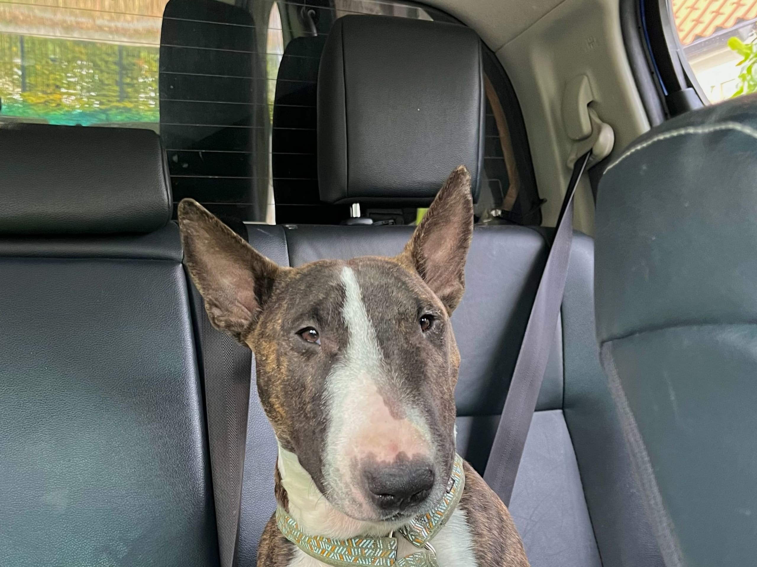 Miniature Bull Terrier