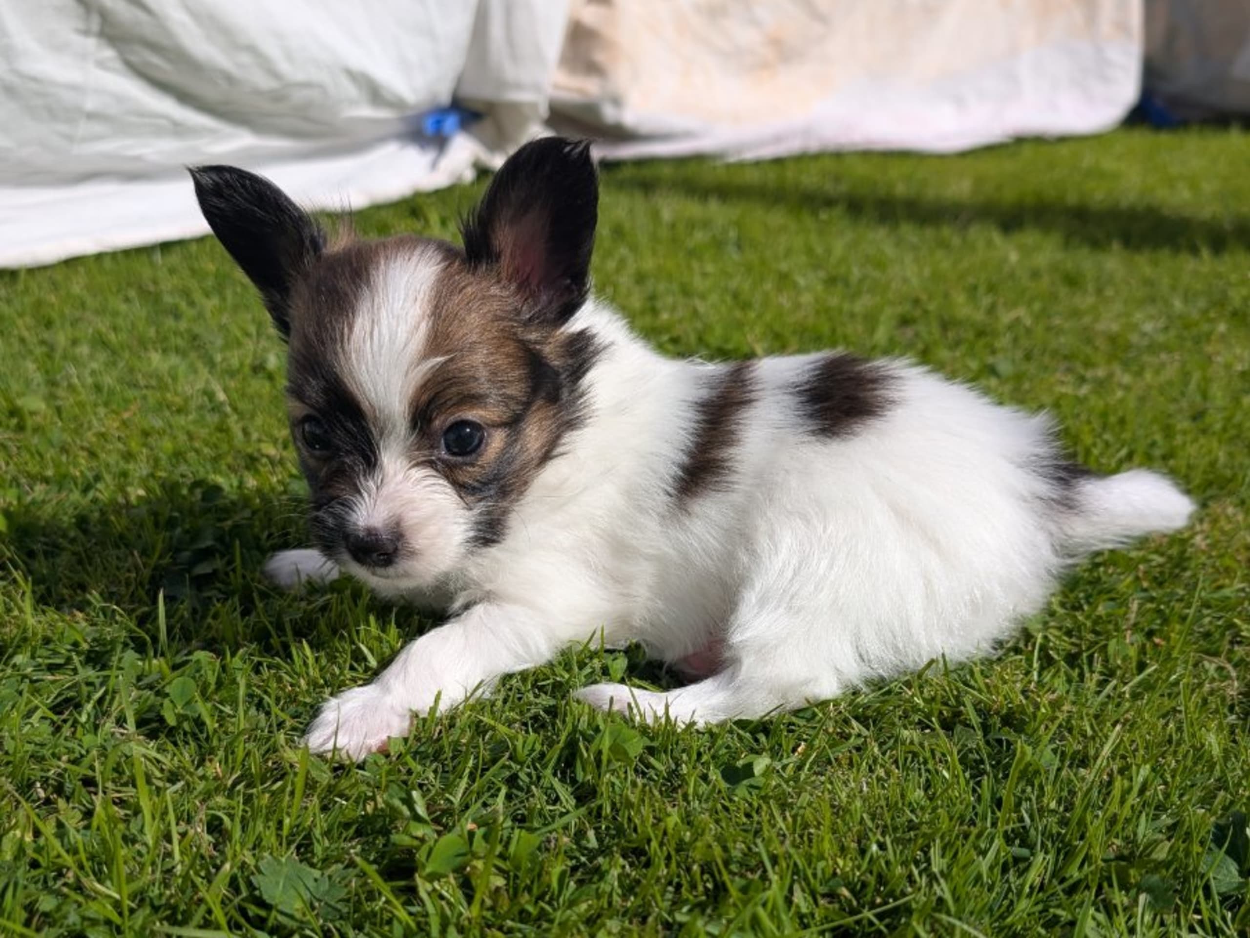 Papillon · Brastad · Bohusklippans