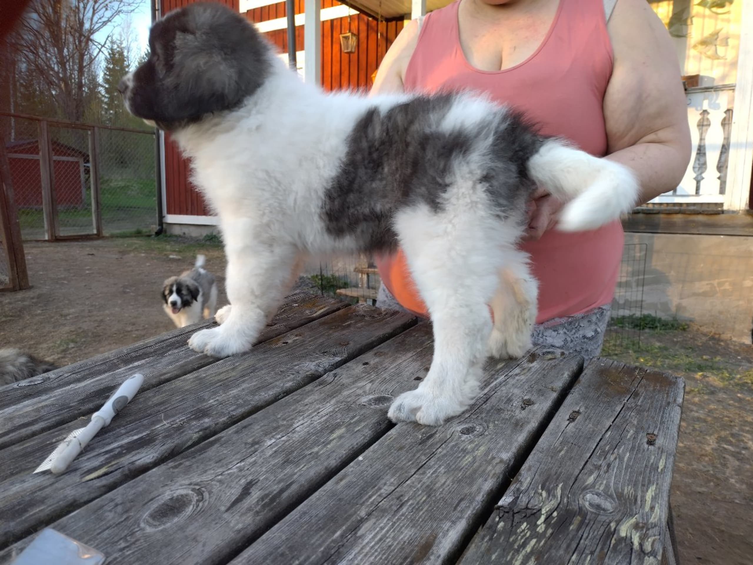 Pyrenean Mastiff · Grängesberg · Dulanilo's