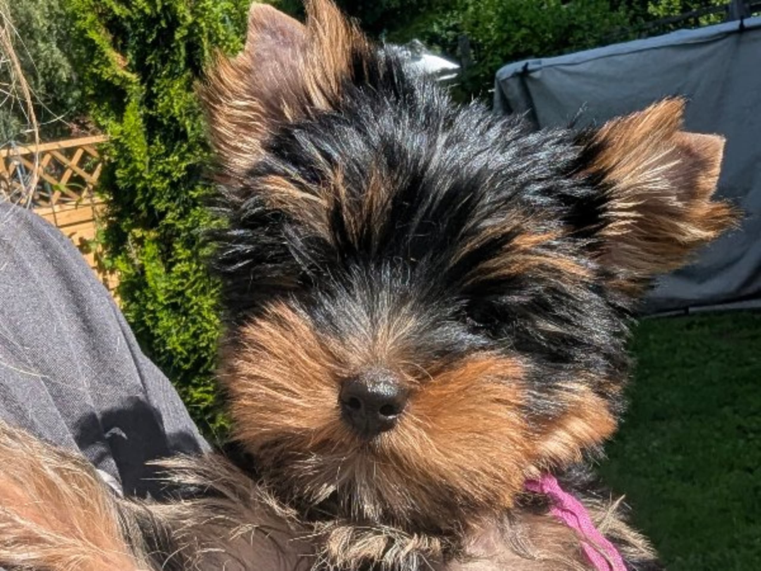 Yorkshire terrier · Hudiksvall · Zweetzayorx