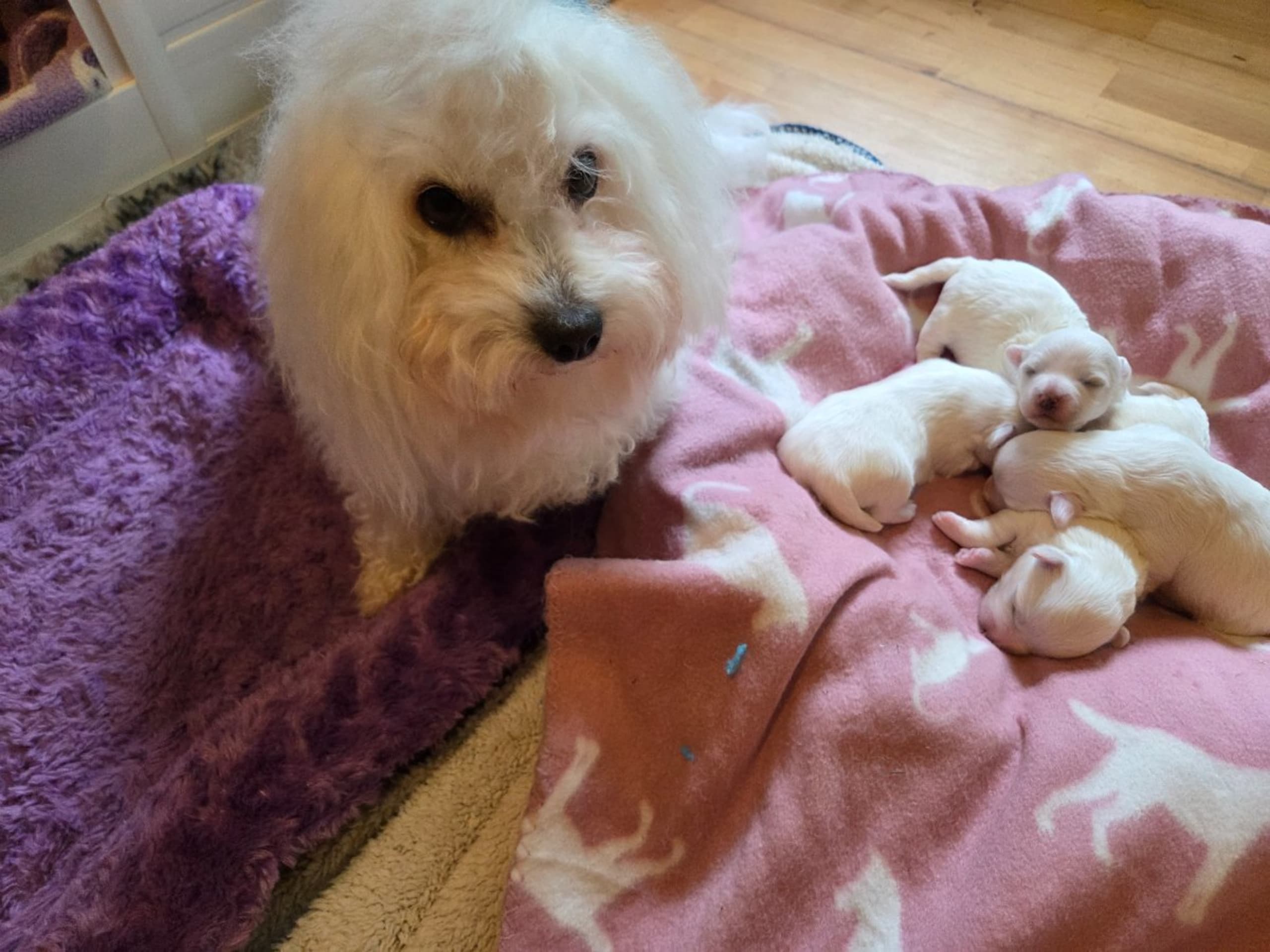 Coton de tulear · Lammhult · Cottelyckans