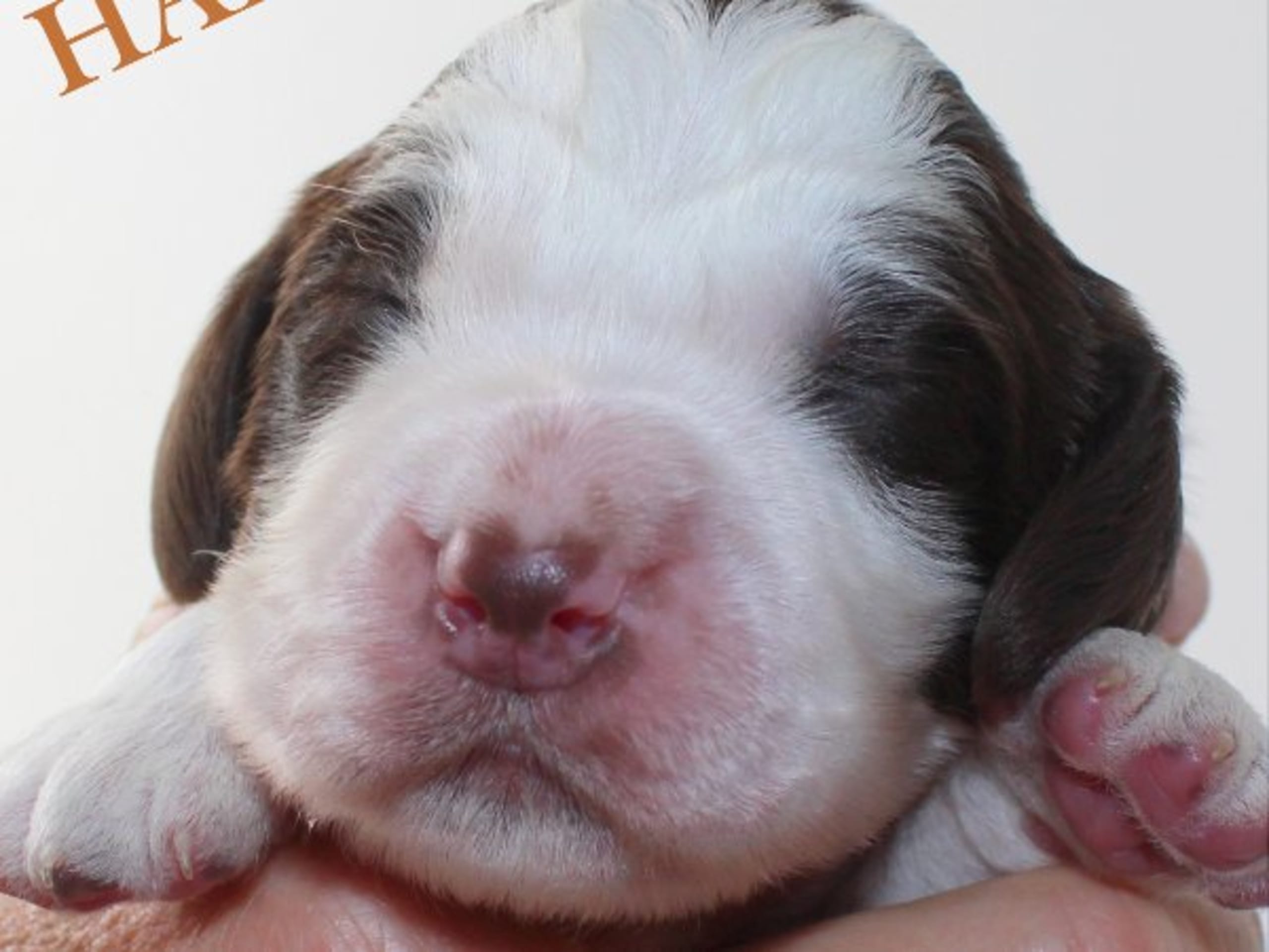 English Springer Spaniel · Uppsala · Quality Design