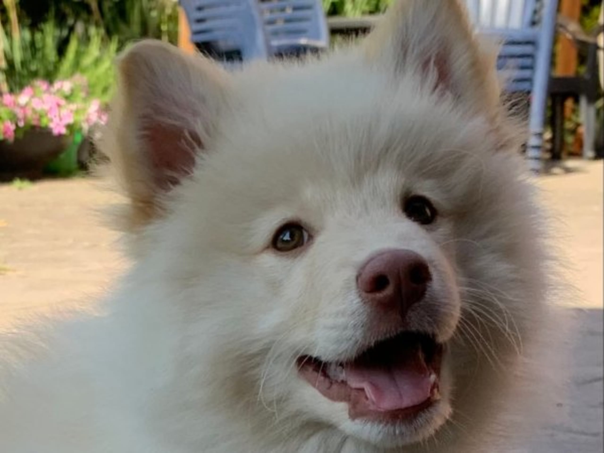 Finnish Lapphund · Veberöd · Lejoncrona