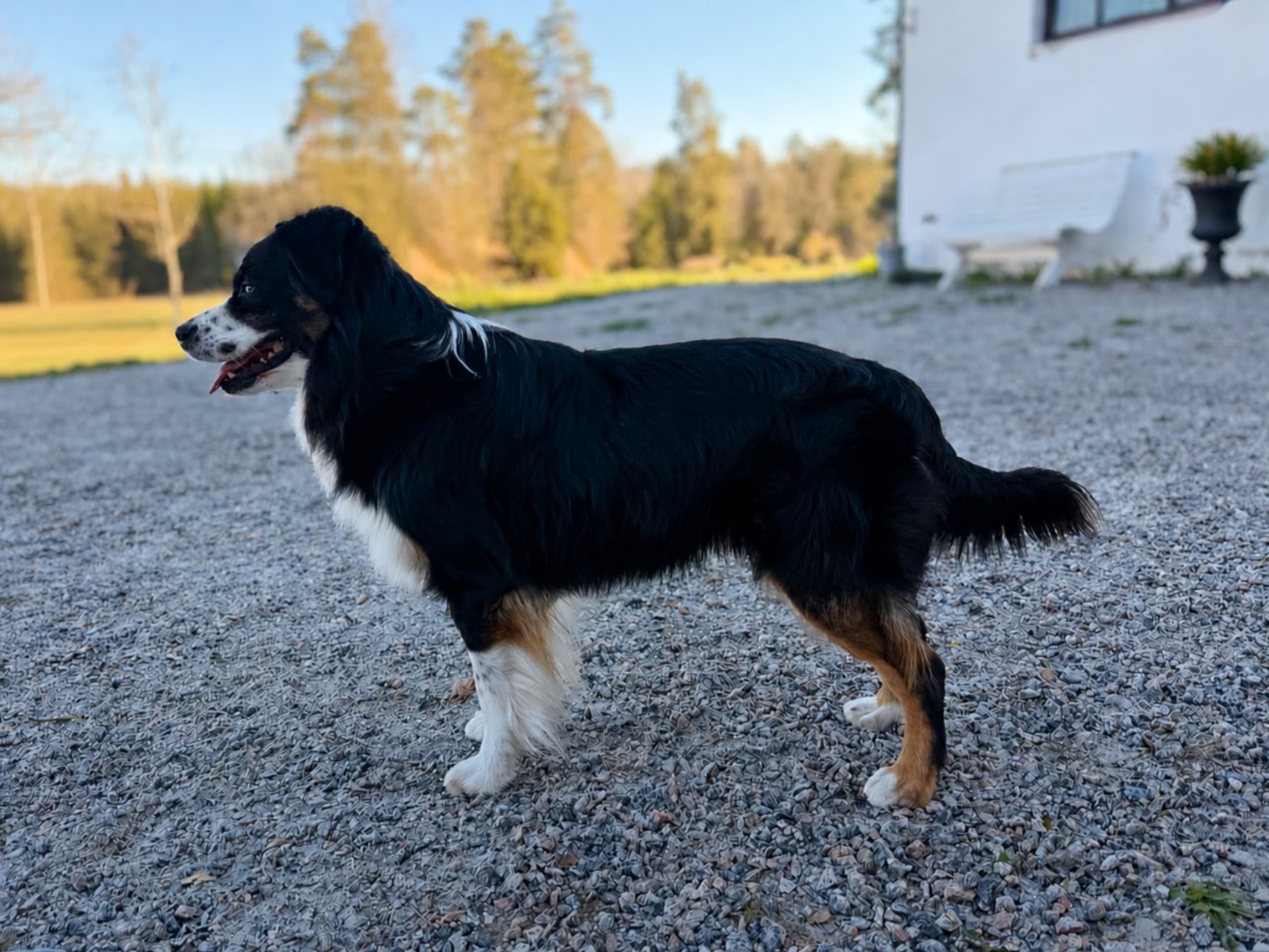 Miniature american shepherd · Åkersberga · Nordic Shepherds