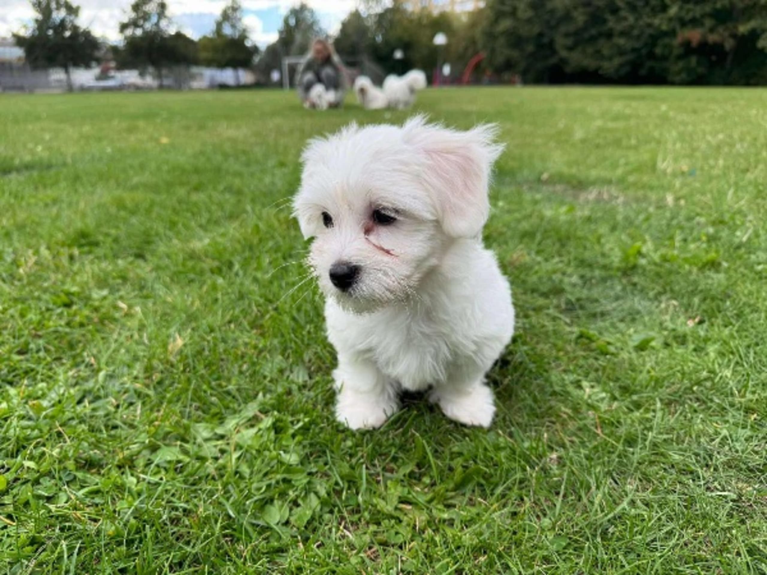 Coton de Tulear · Malmö · Belma Eminovic