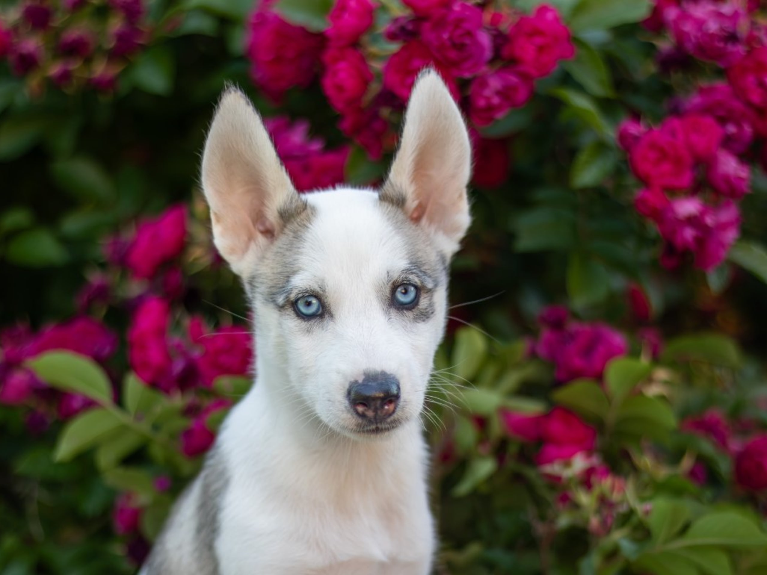 Siberian Husky · Strängnäs · Darkspell's