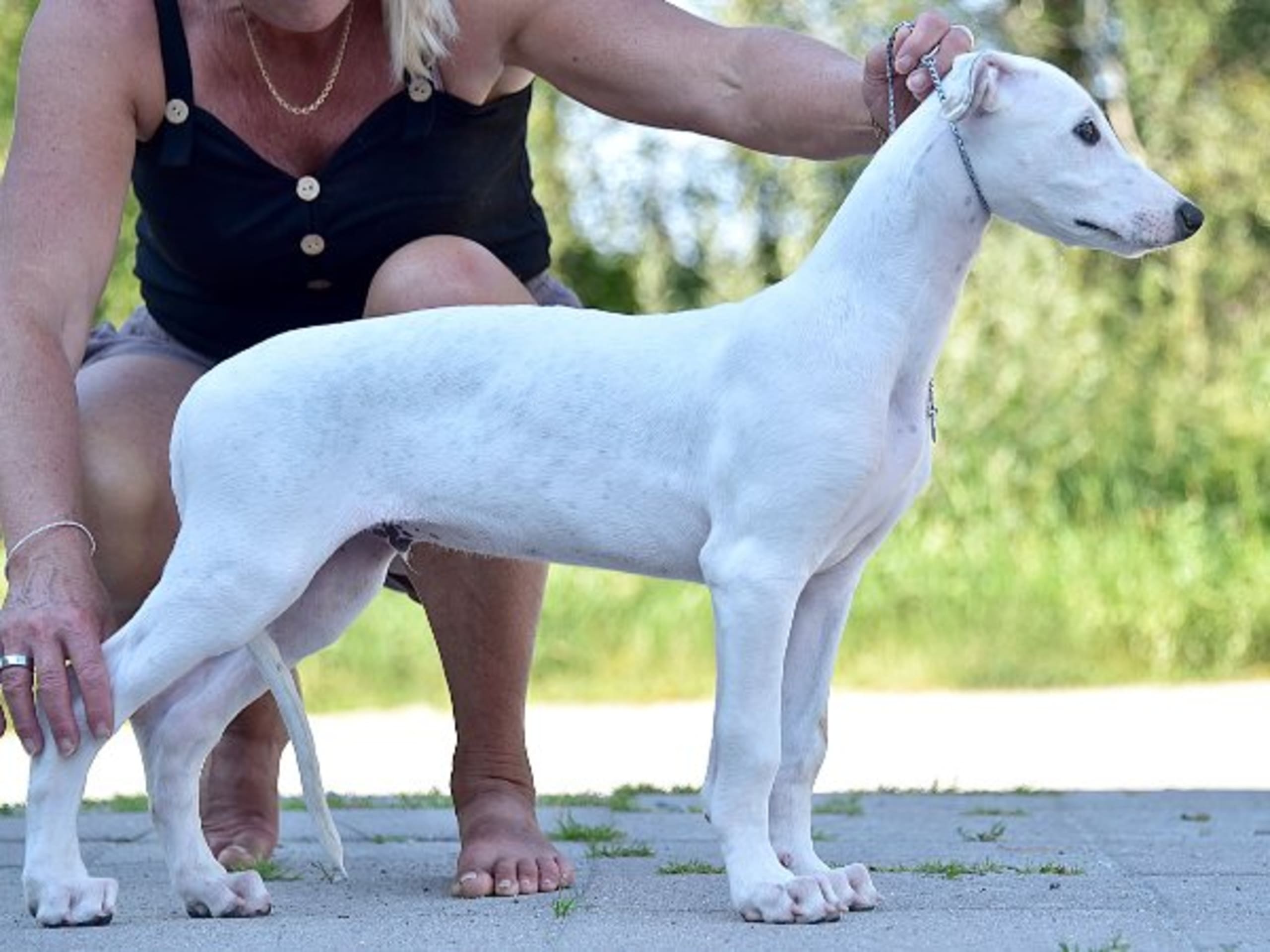 Greyhound · Märsta · Jean Dark