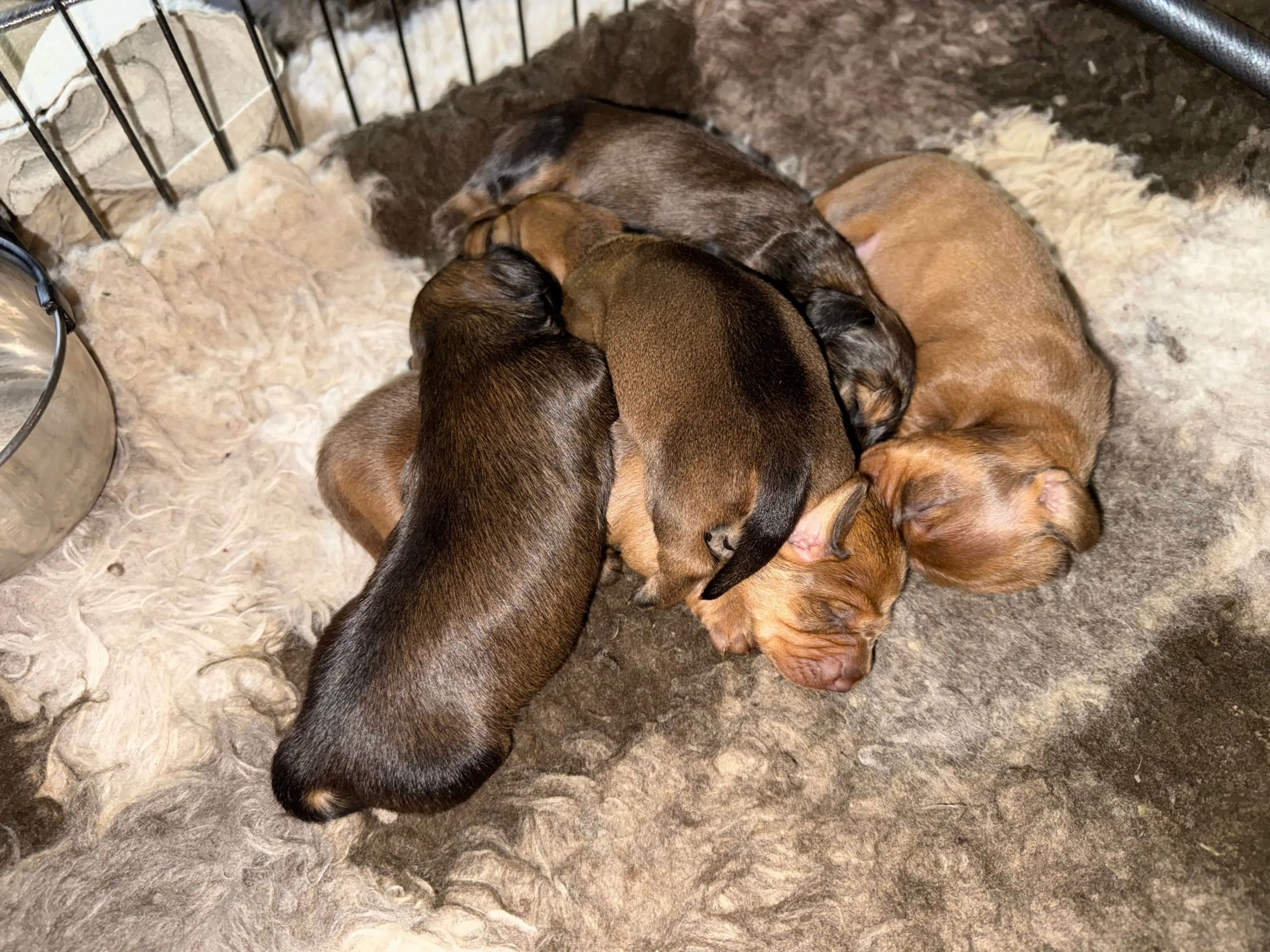 Dachshund · Nordre Frogn · Anita Solberg