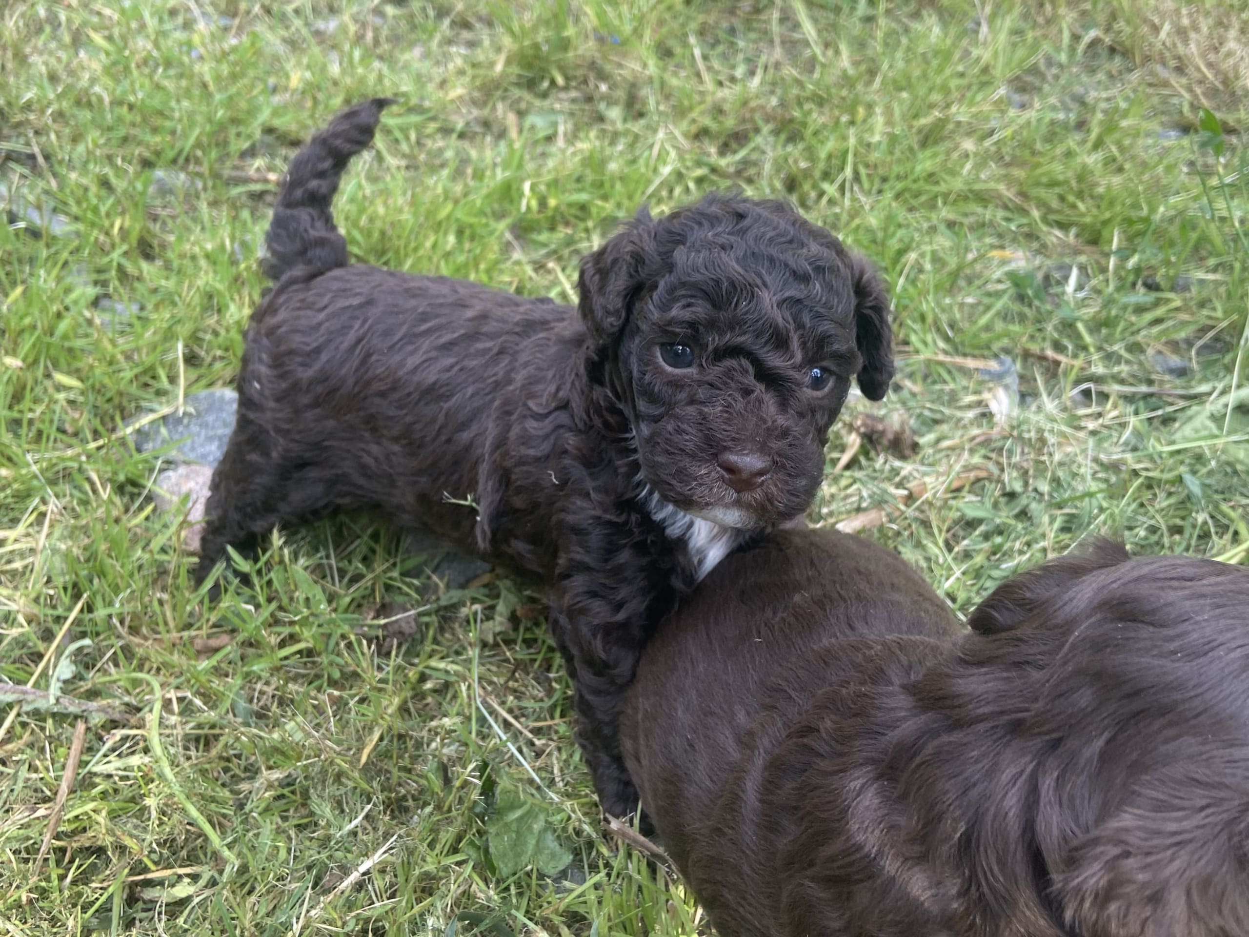 Shihpoo · Nol · Lyckliga Vovven