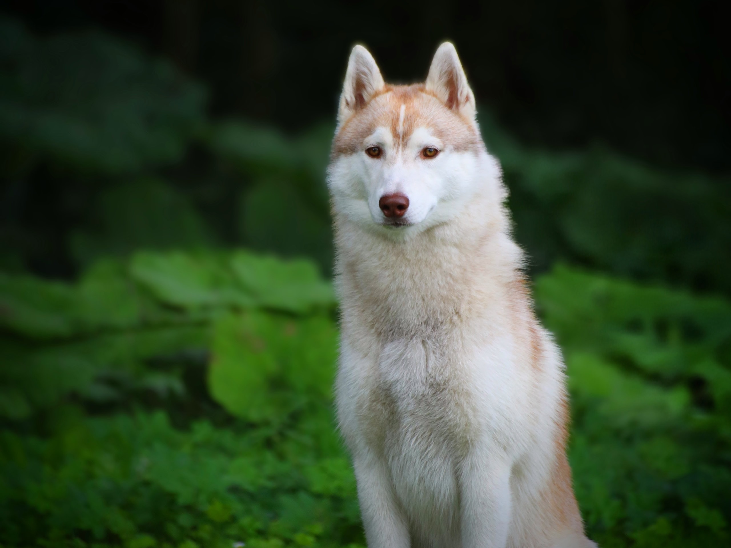 Siberian husky · Malmö · Sara Marklén