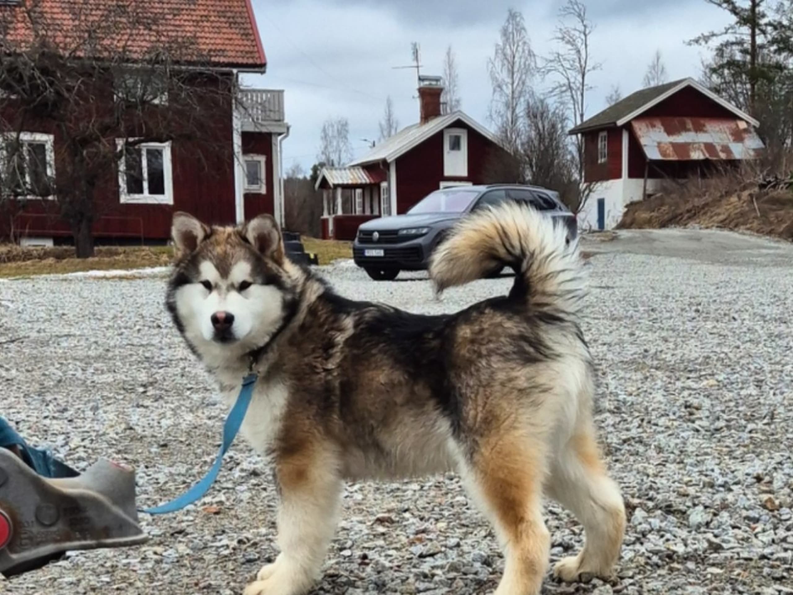 Alaskan Malamute · Ludvika · Tazlinas