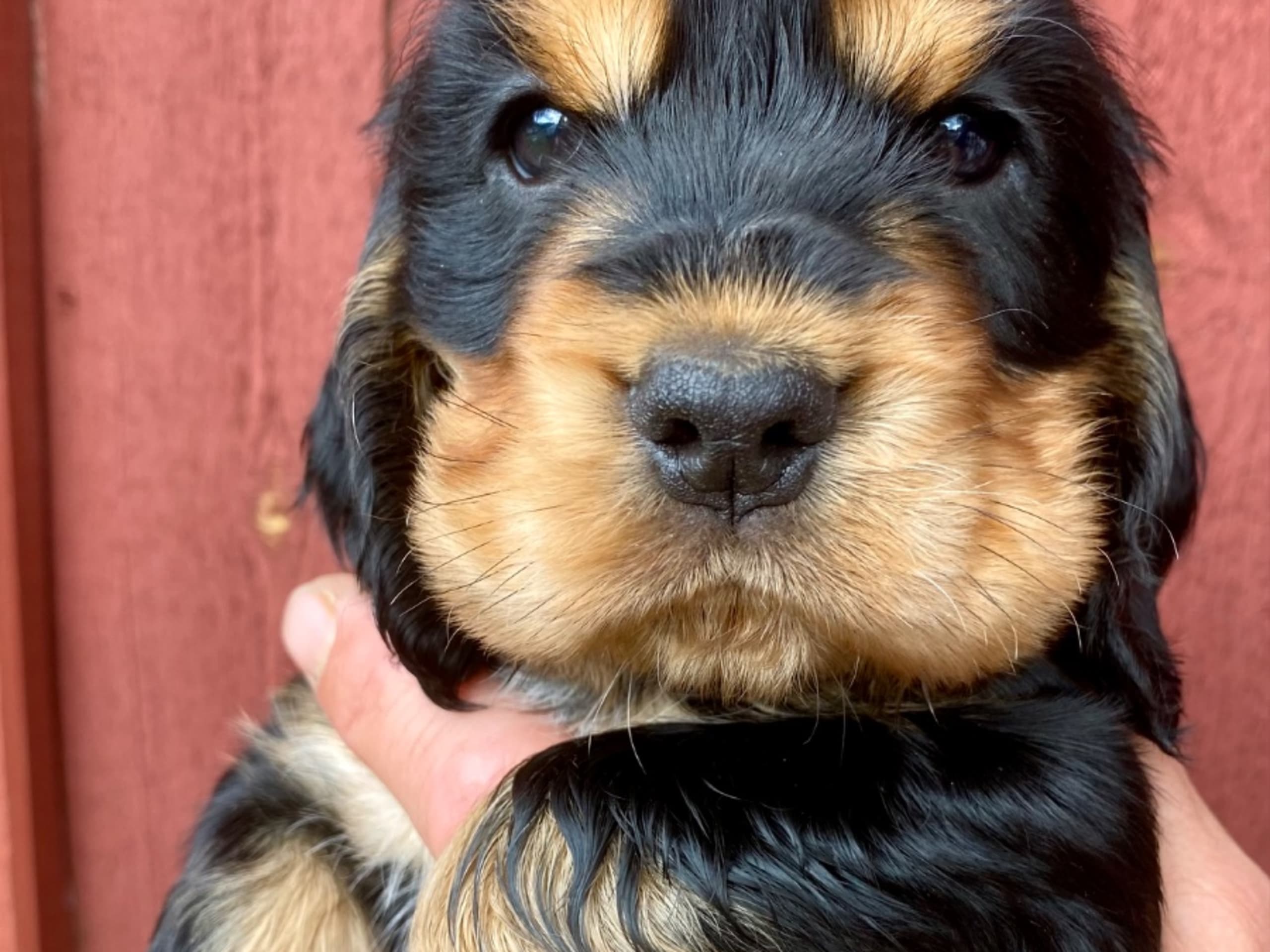 Cocker spaniel