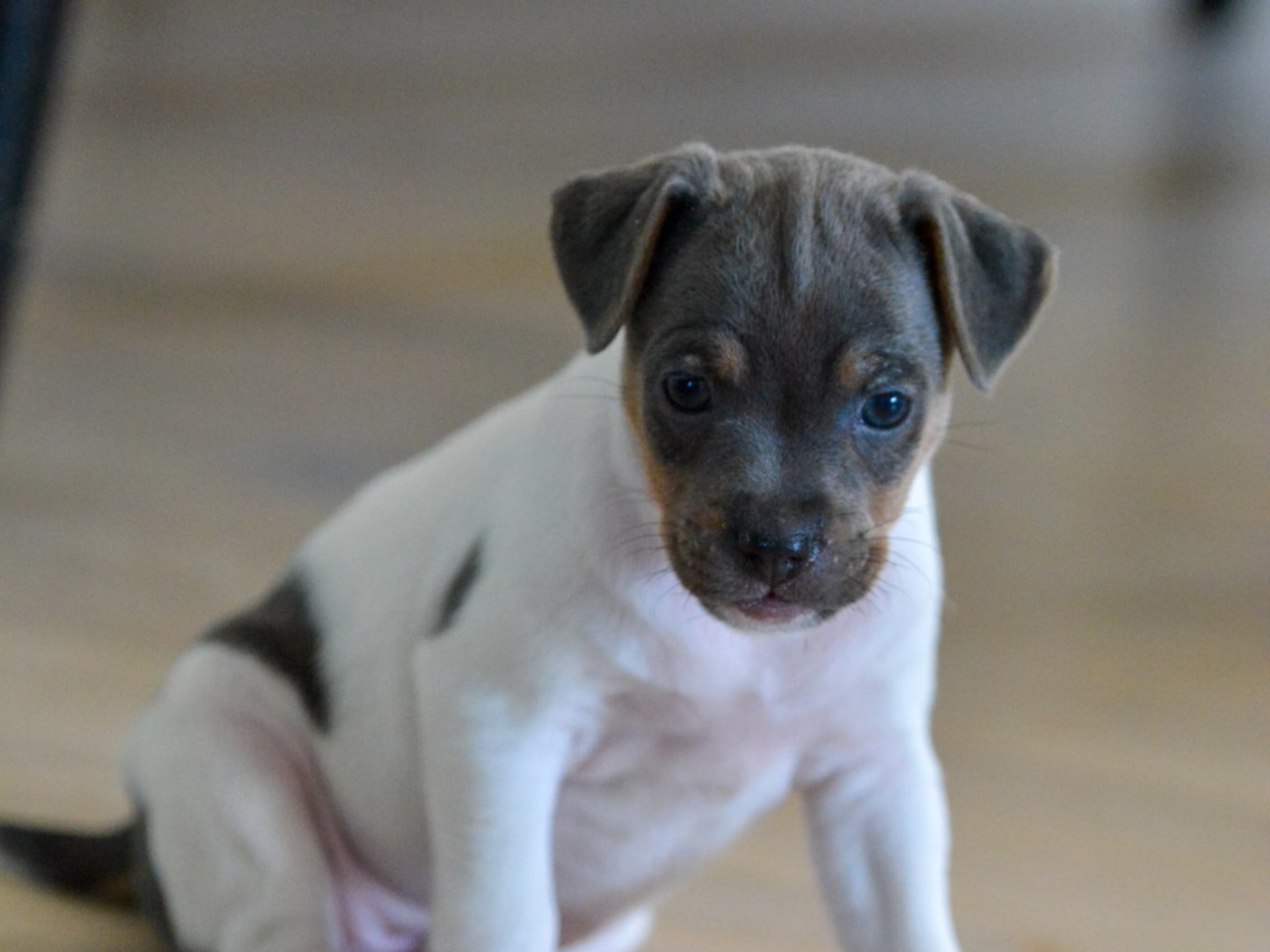 Terrier brasileiro · Åkersberga · Itanema