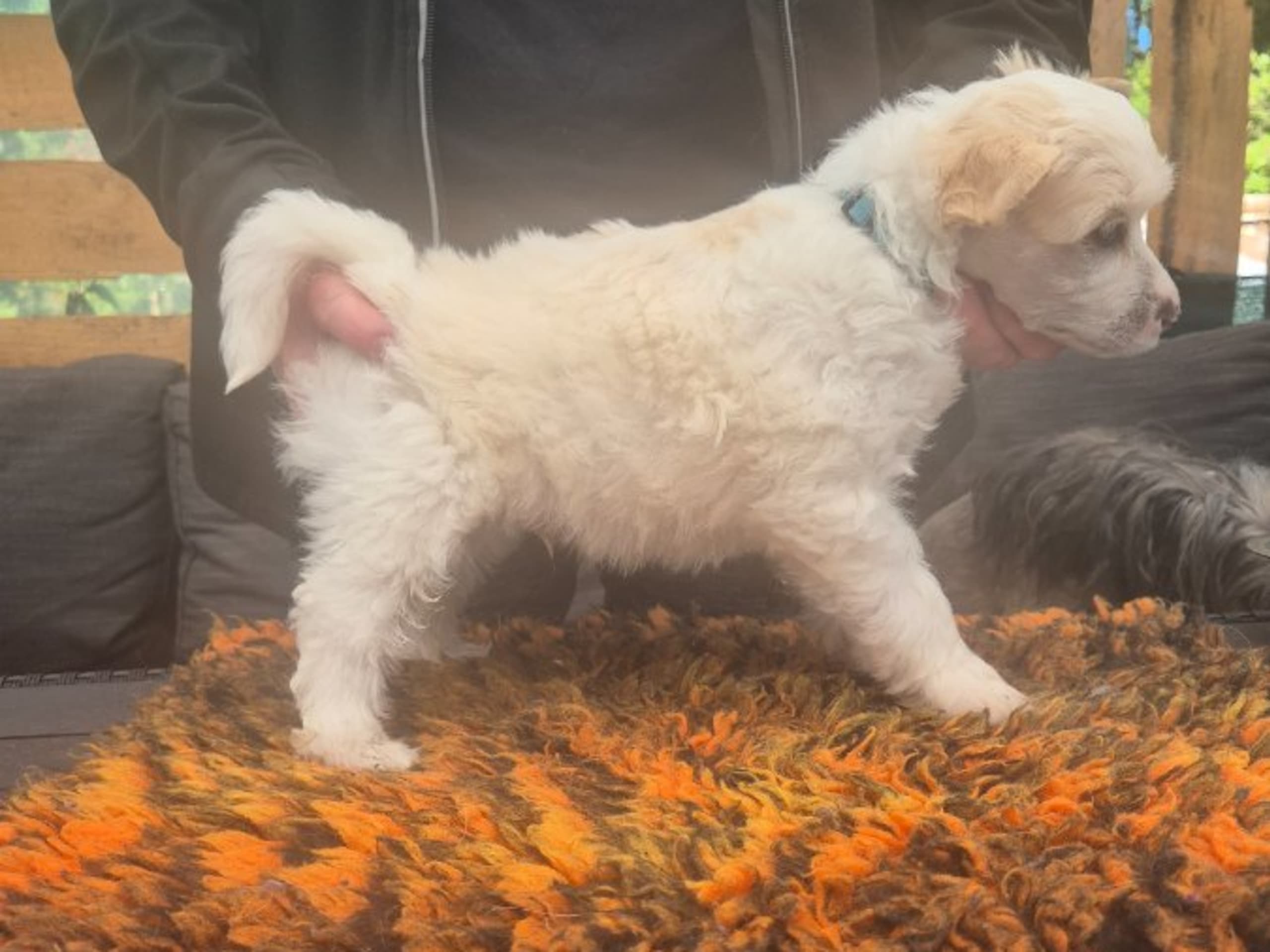 Chinese crested · Lesjöfors · av Da Mia Cuccia