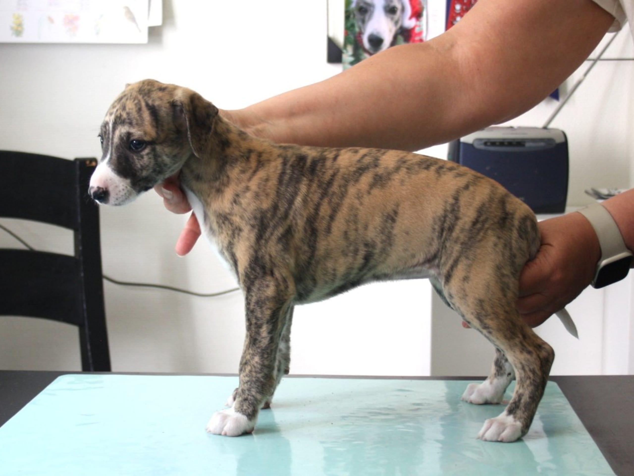 Whippet · Karlstad · Rhetsgis