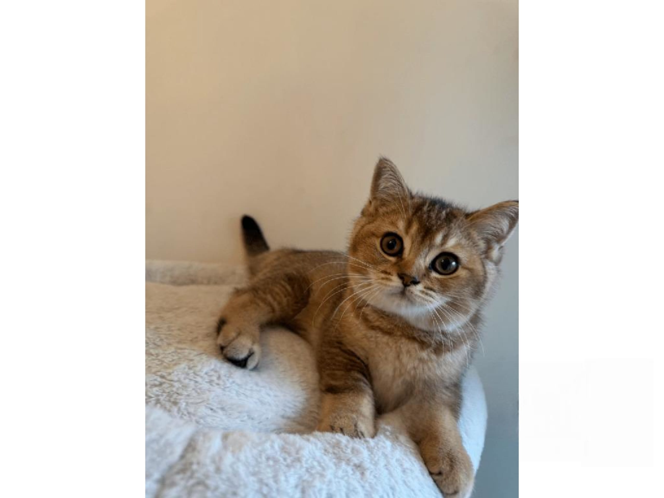 British Shorthair · Skövde · SE*Britessa