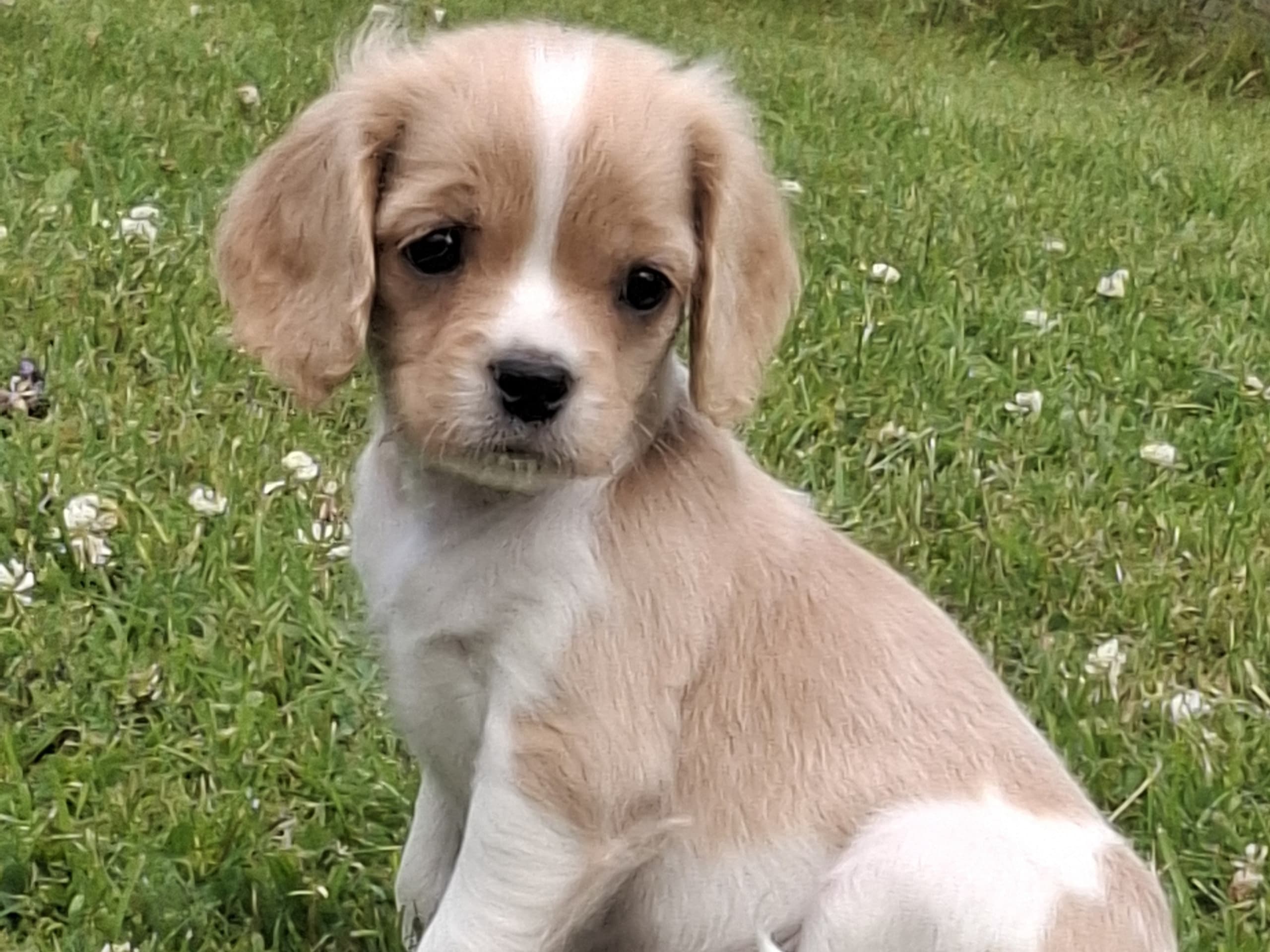 Cavapoo