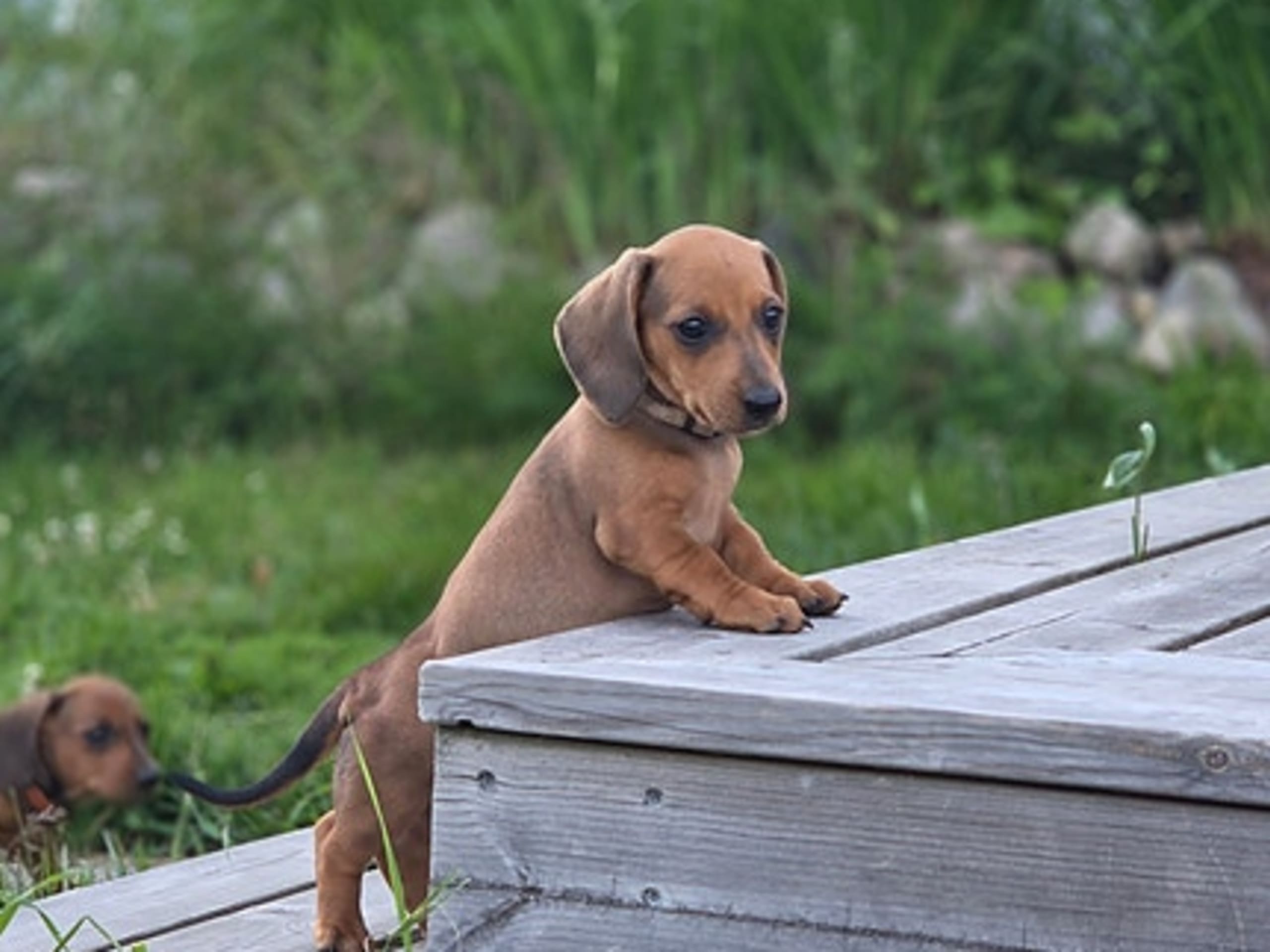 Dachshund