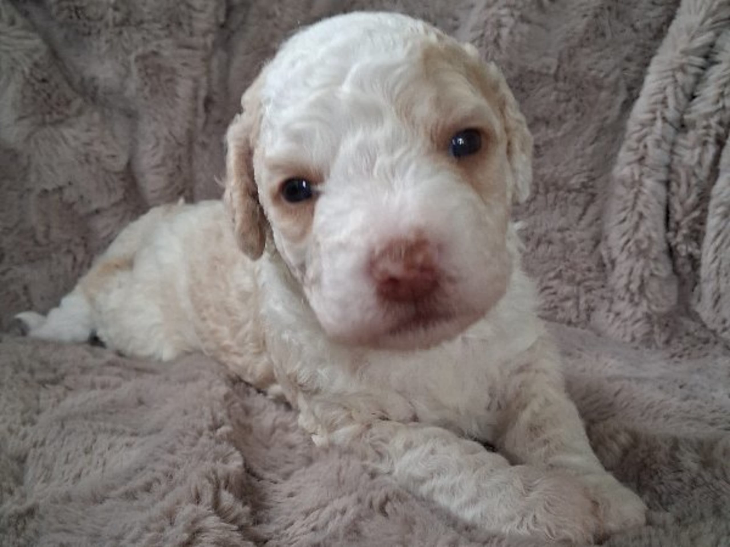 Spanish Water Dog (Perro de Agua Espanol) · Julita · Calmigos