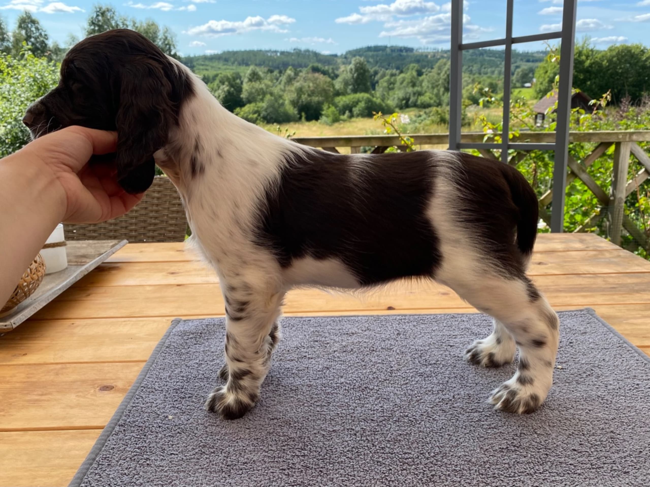 Engelsk springer spaniel