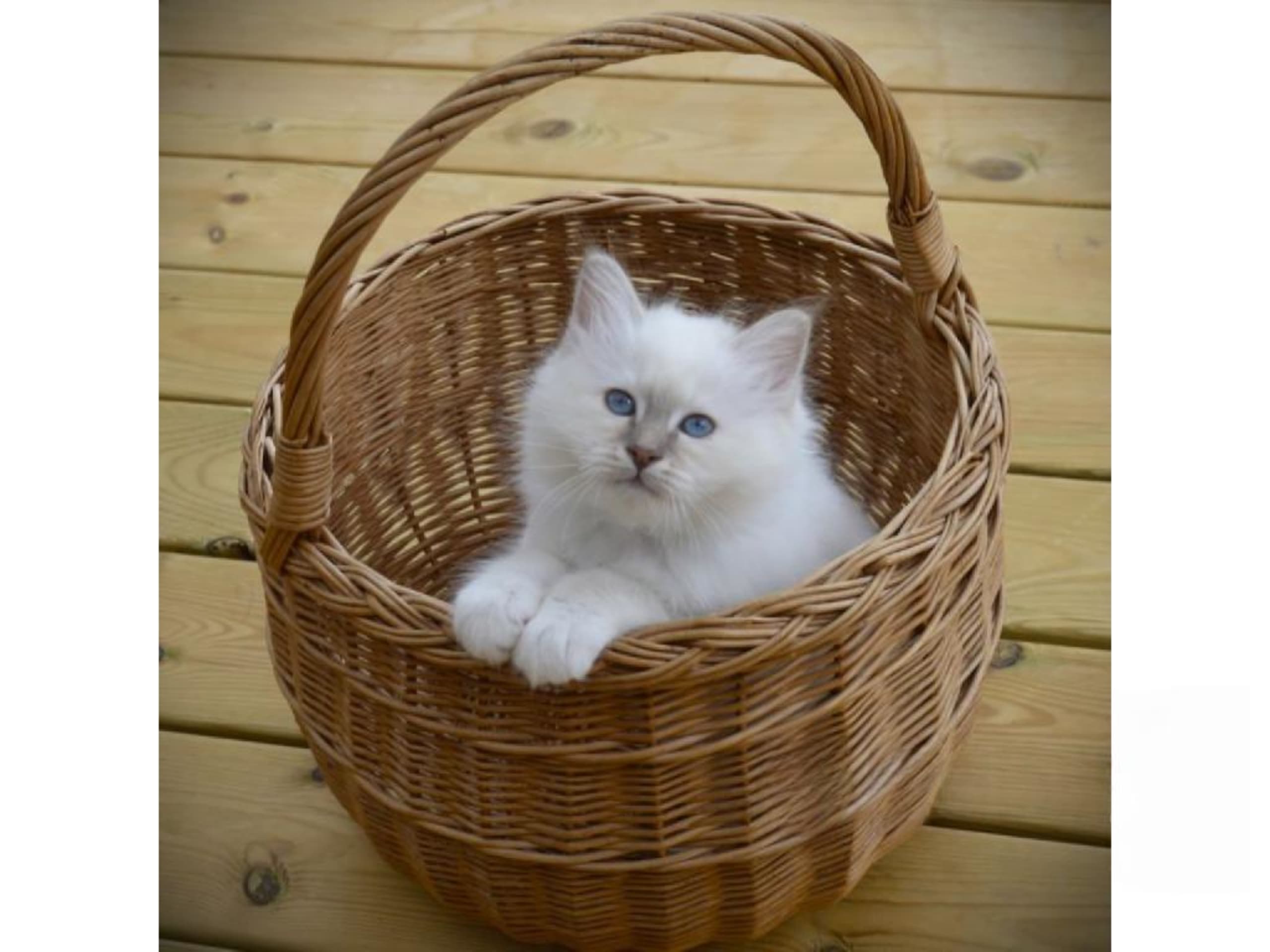 Birman · Åby · S*Tallebo's