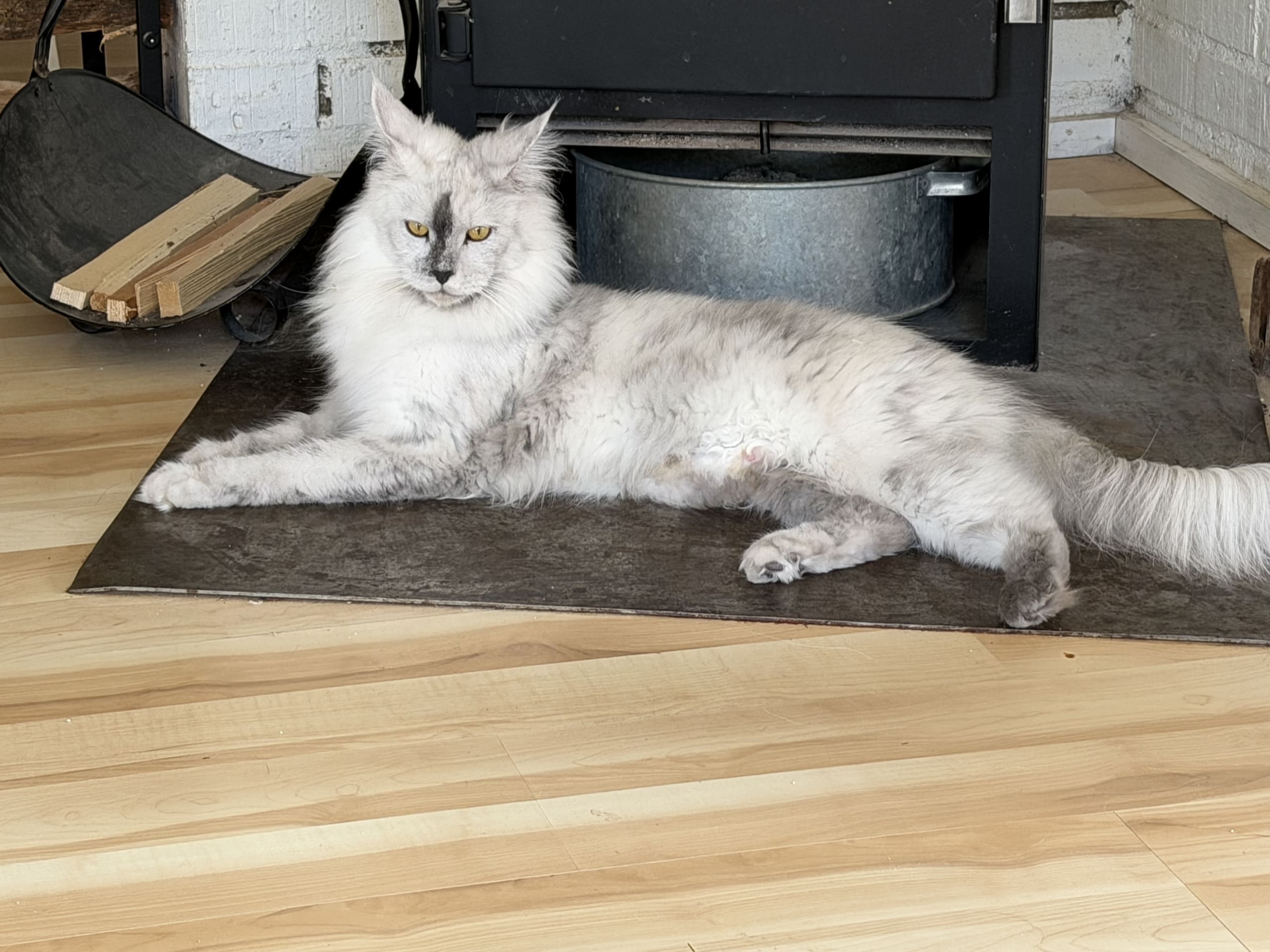 Maine Coon · Östra Ljungby · Höjden’s Lynx