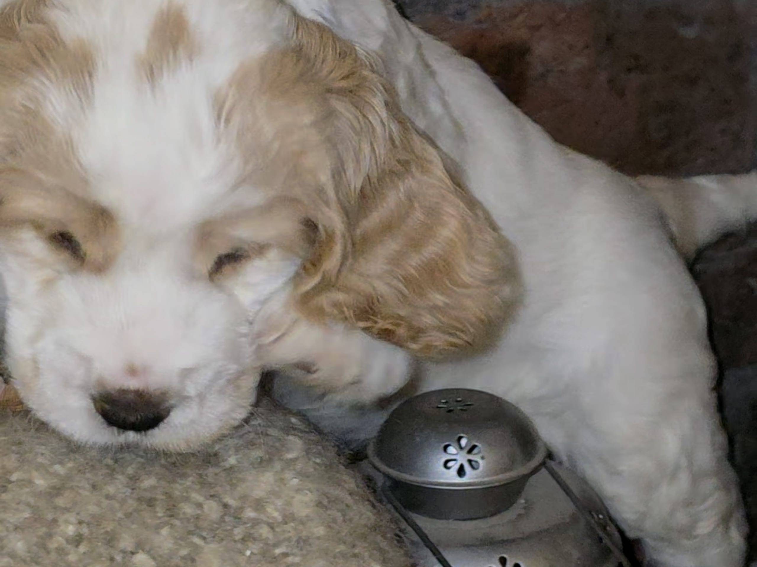 Cocker Spaniel · Södertälje · Savanah B.