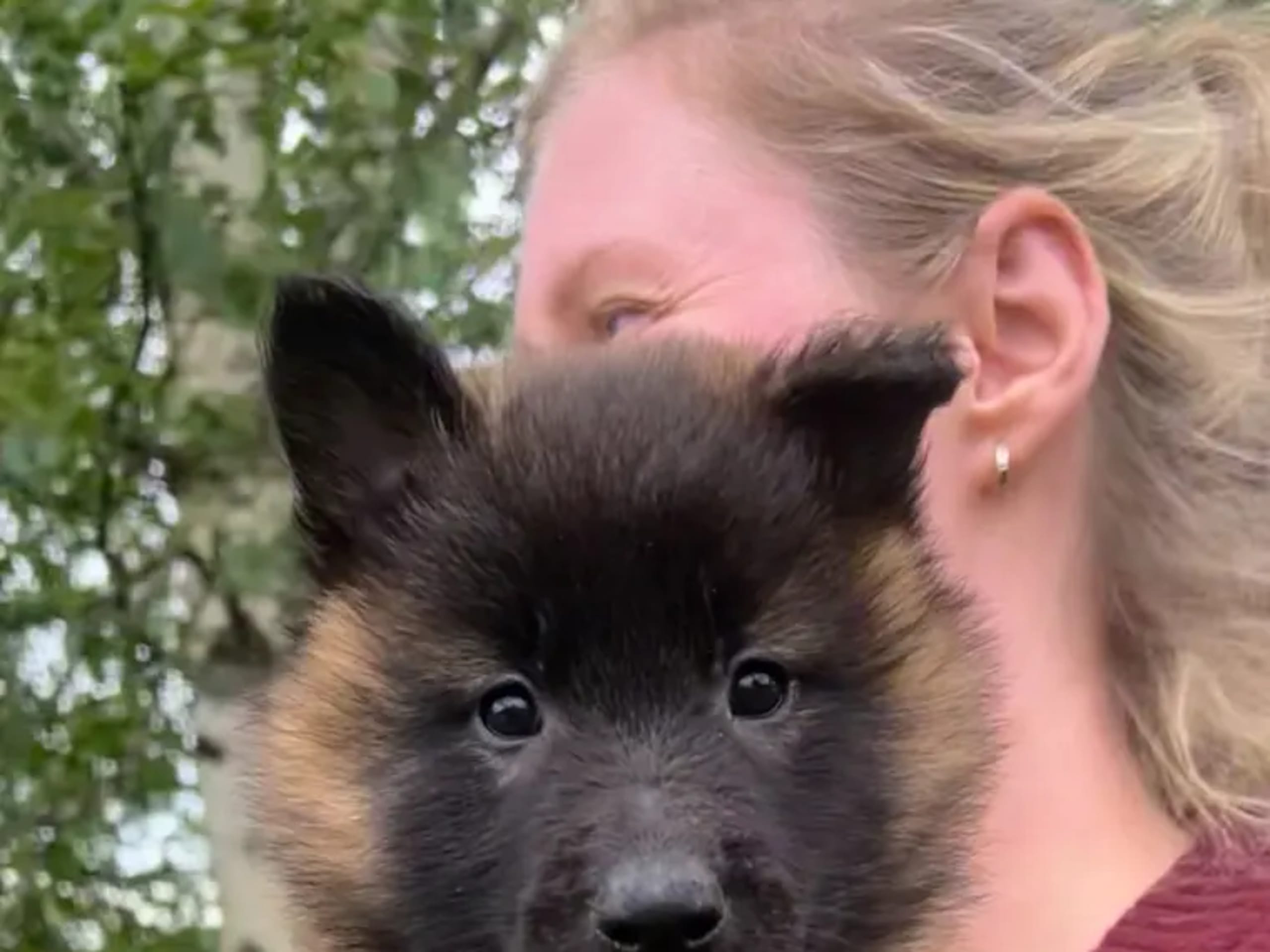Belgisk hyrdehund – Groenendael · Hernes · Nangijala
