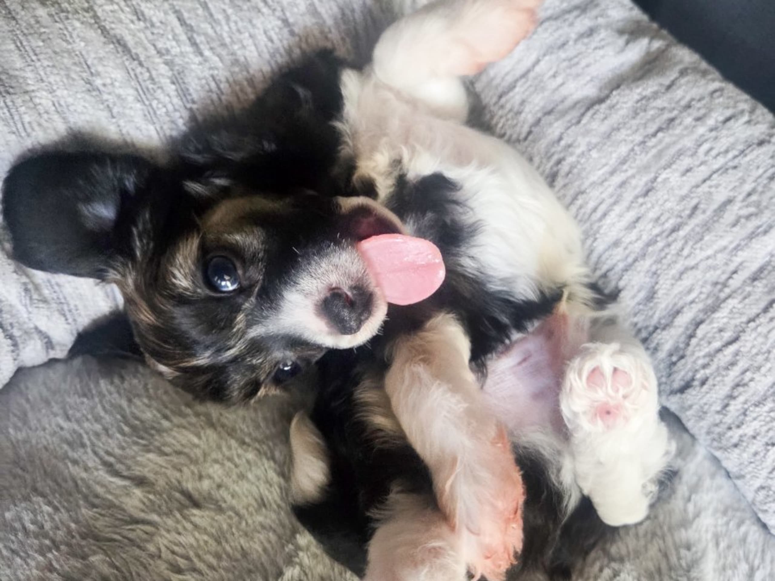 Chinese Crested Dog · Örkelljunga · Lusiras