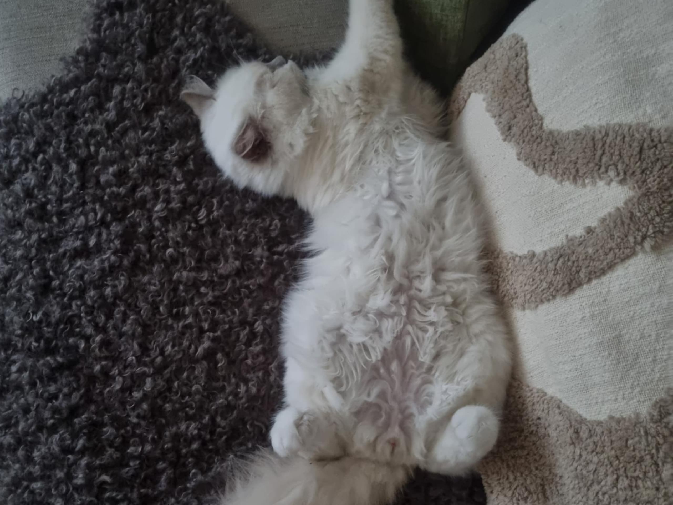 Ragdoll · Olofström · Doria B.