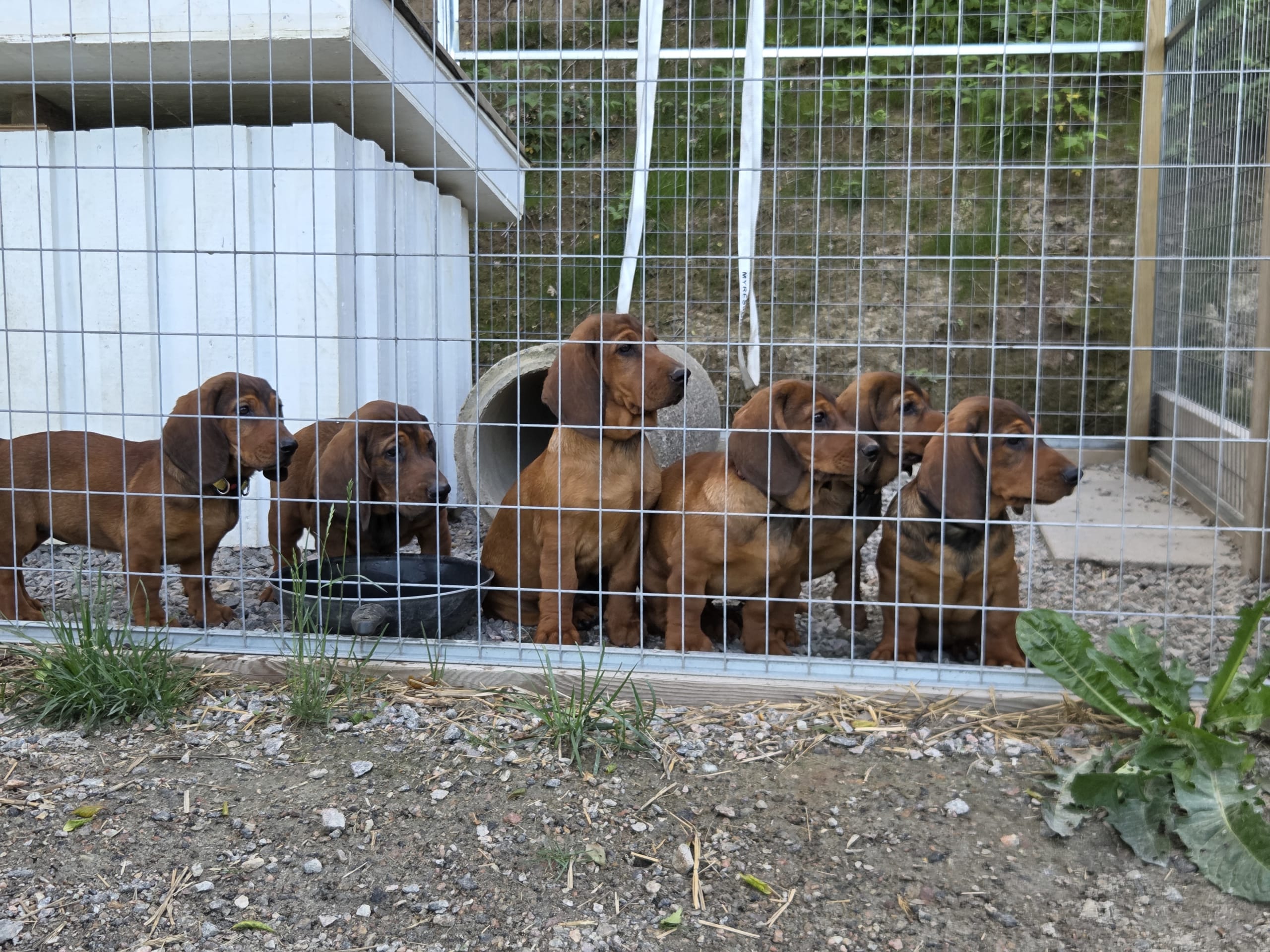 Alpenländische Dachsbracke