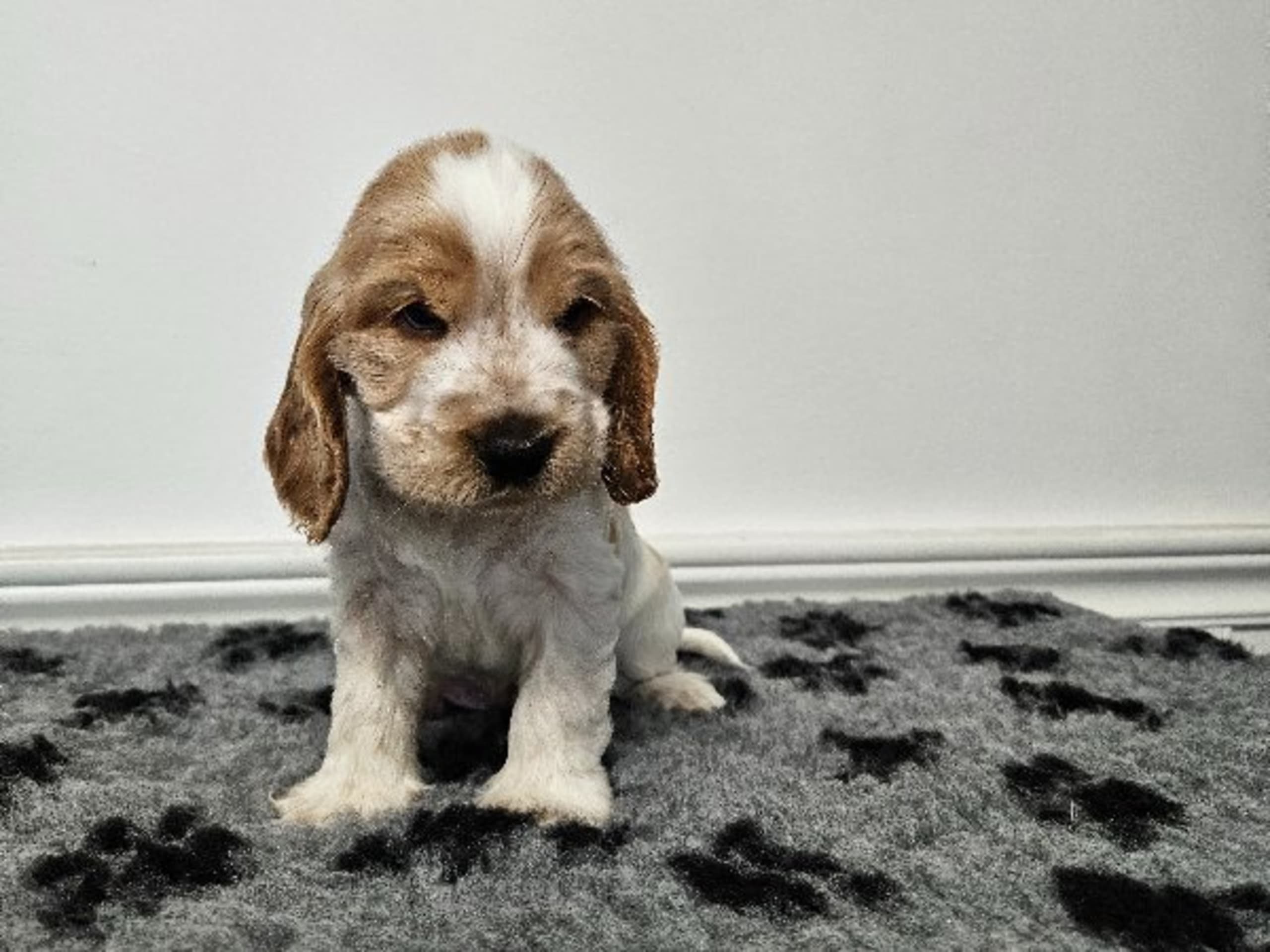 Cocker spaniel